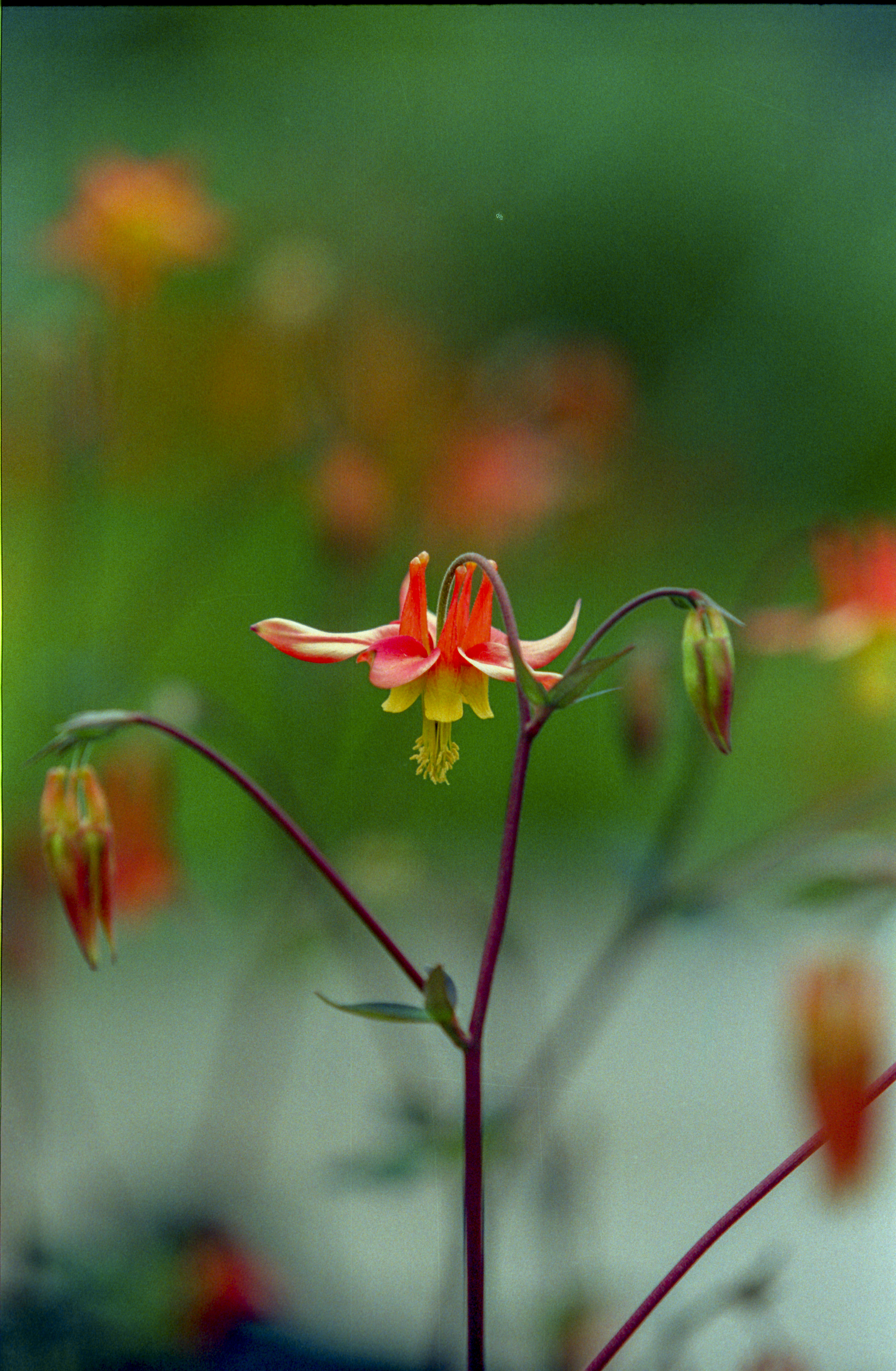 Western Columbine