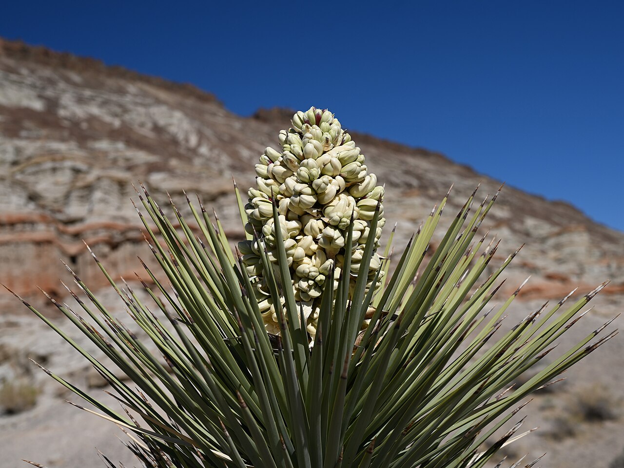 Western Joshua Tree — photo 2