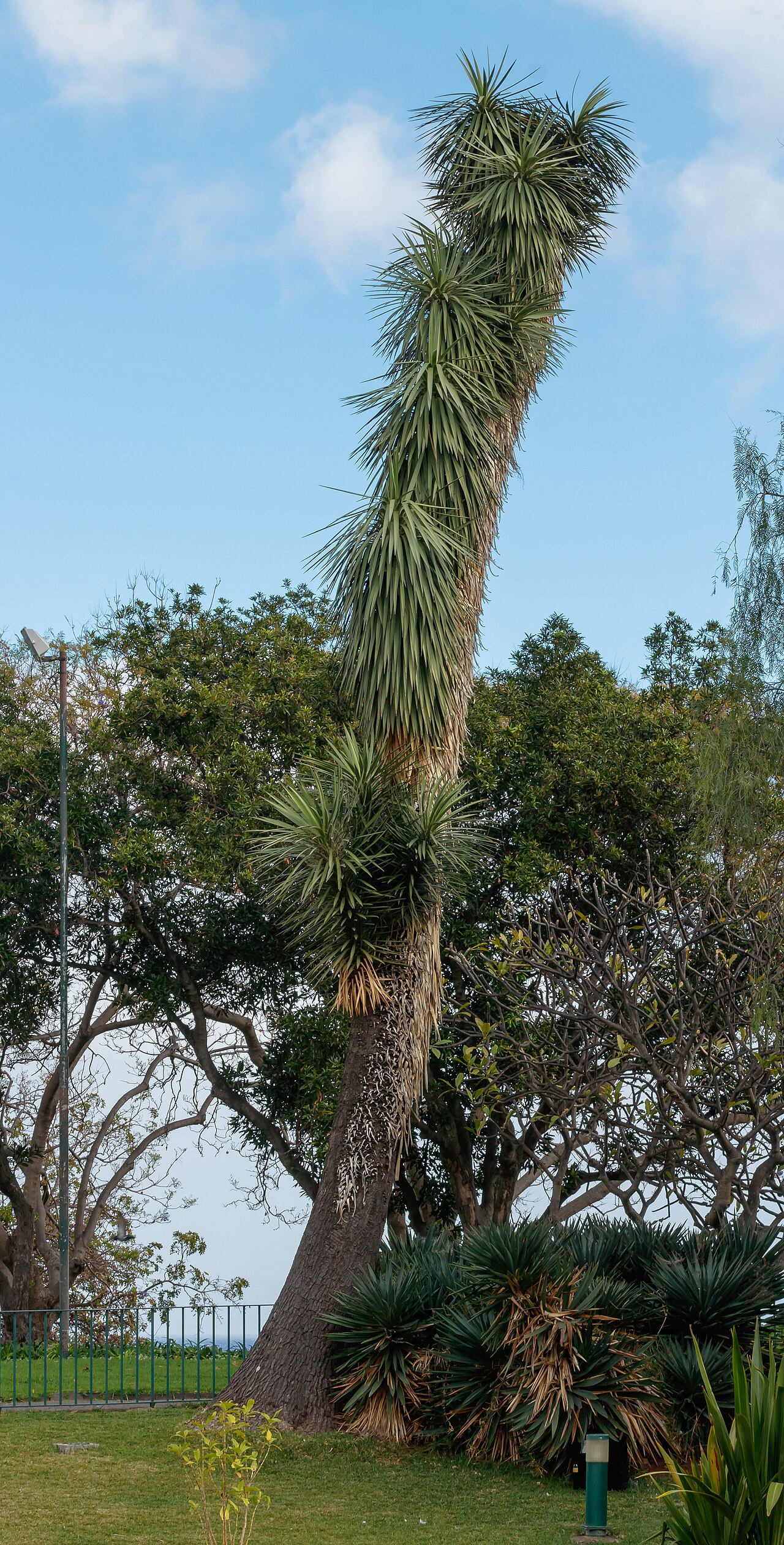 Western Joshua Tree — photo 3
