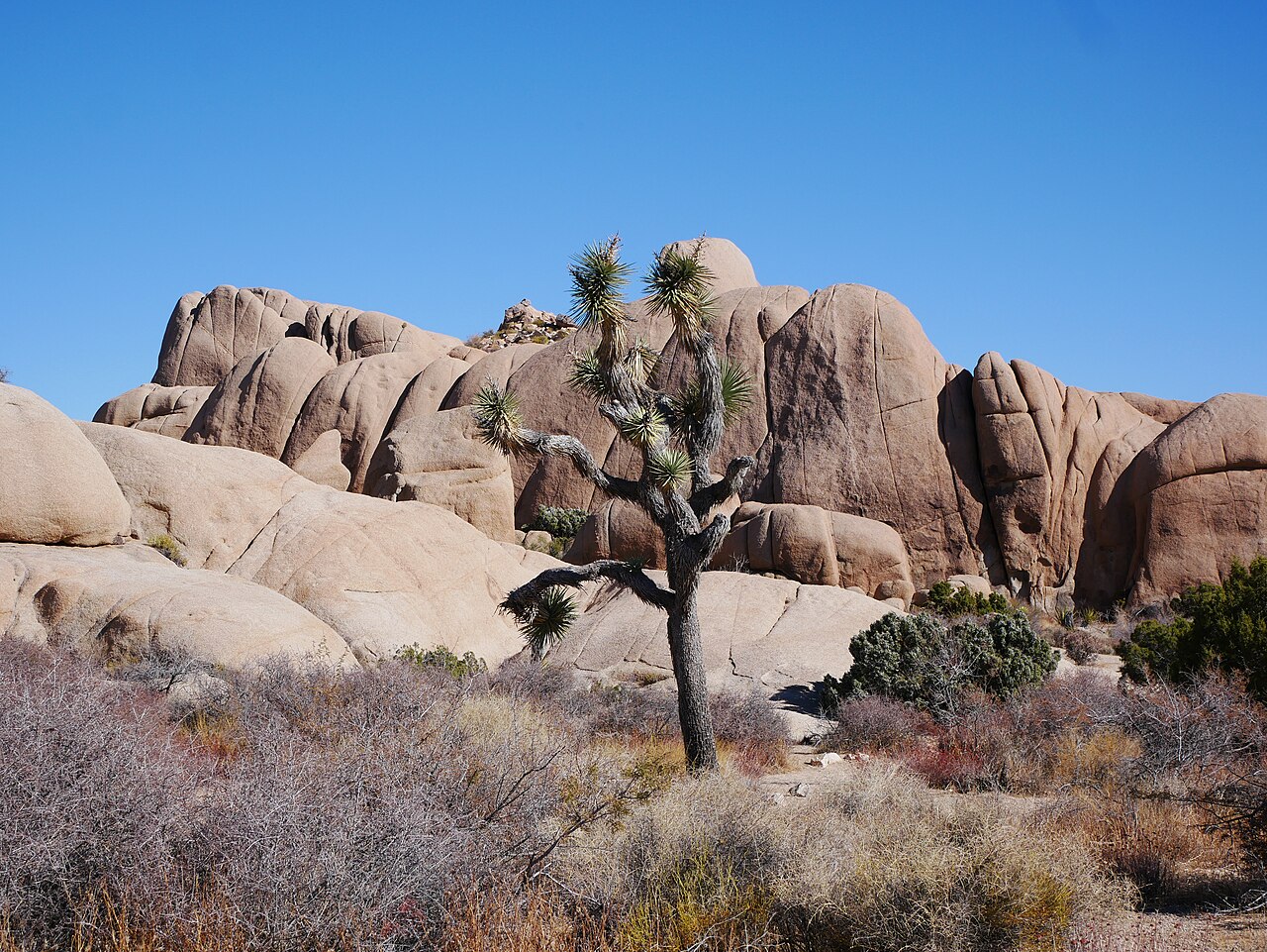 Western Joshua Tree — photo 4