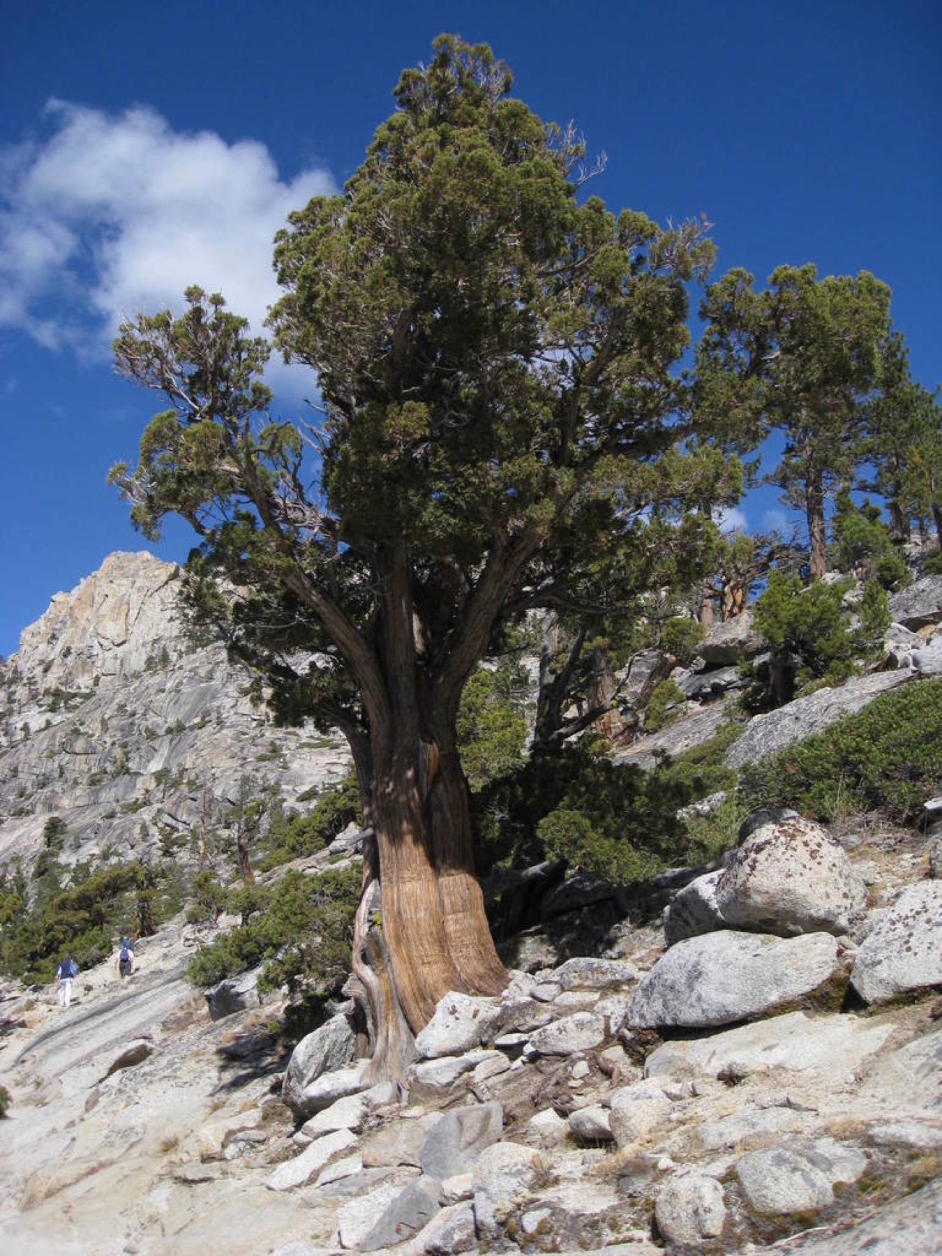 Western Juniper — photo 6