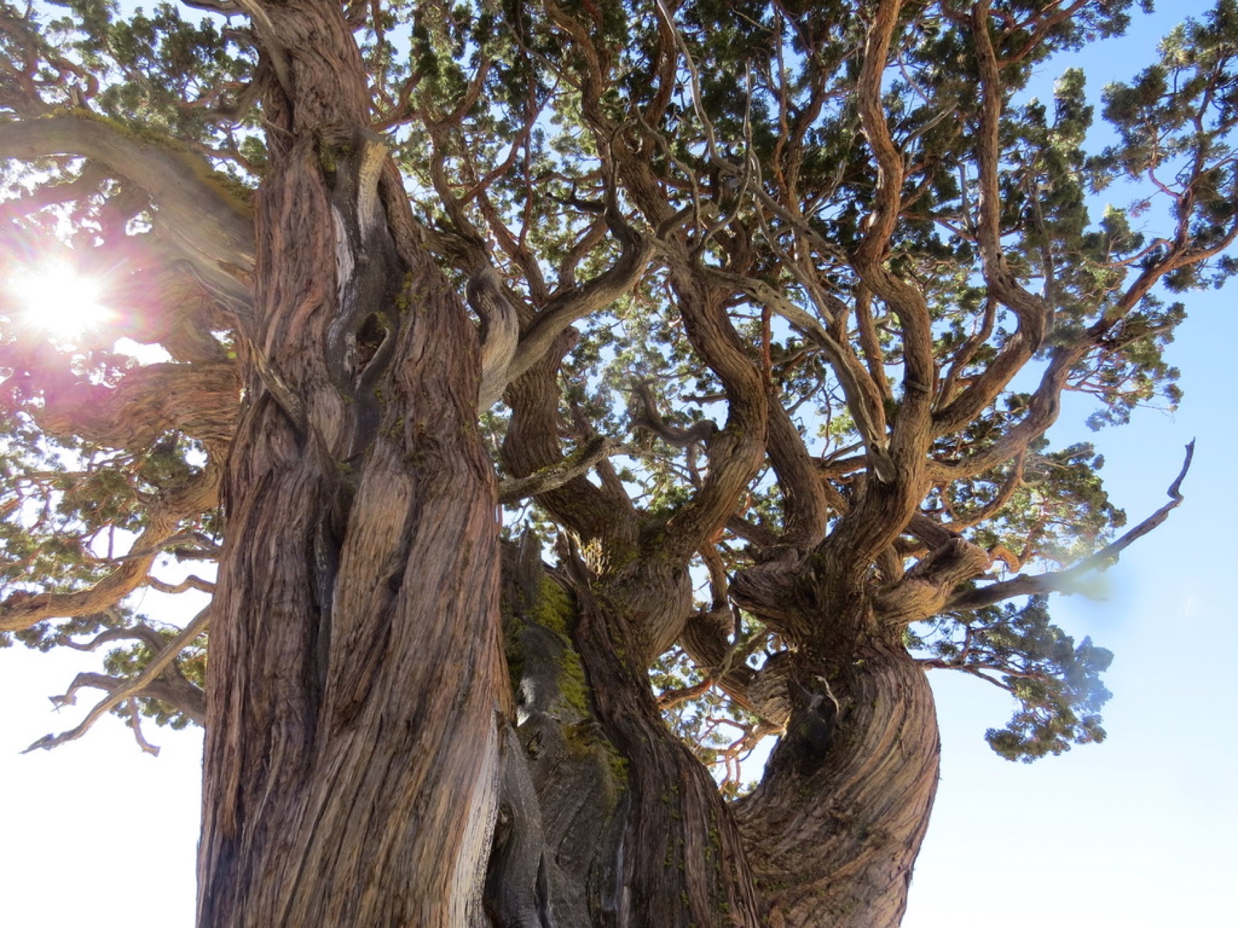 Western Juniper — photo 7