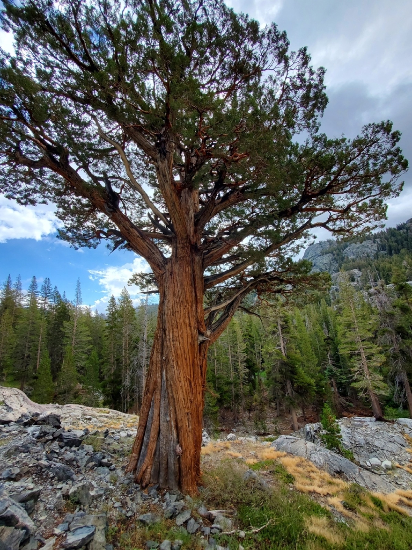 Western Juniper — photo 8