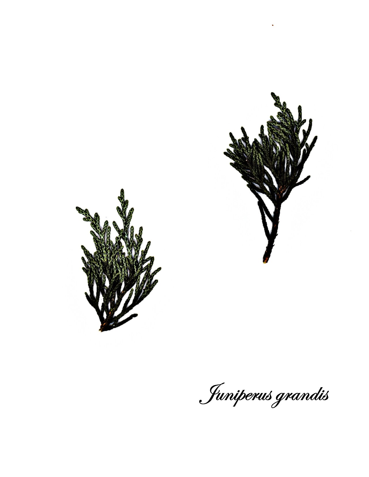 Western Juniper — photo 2