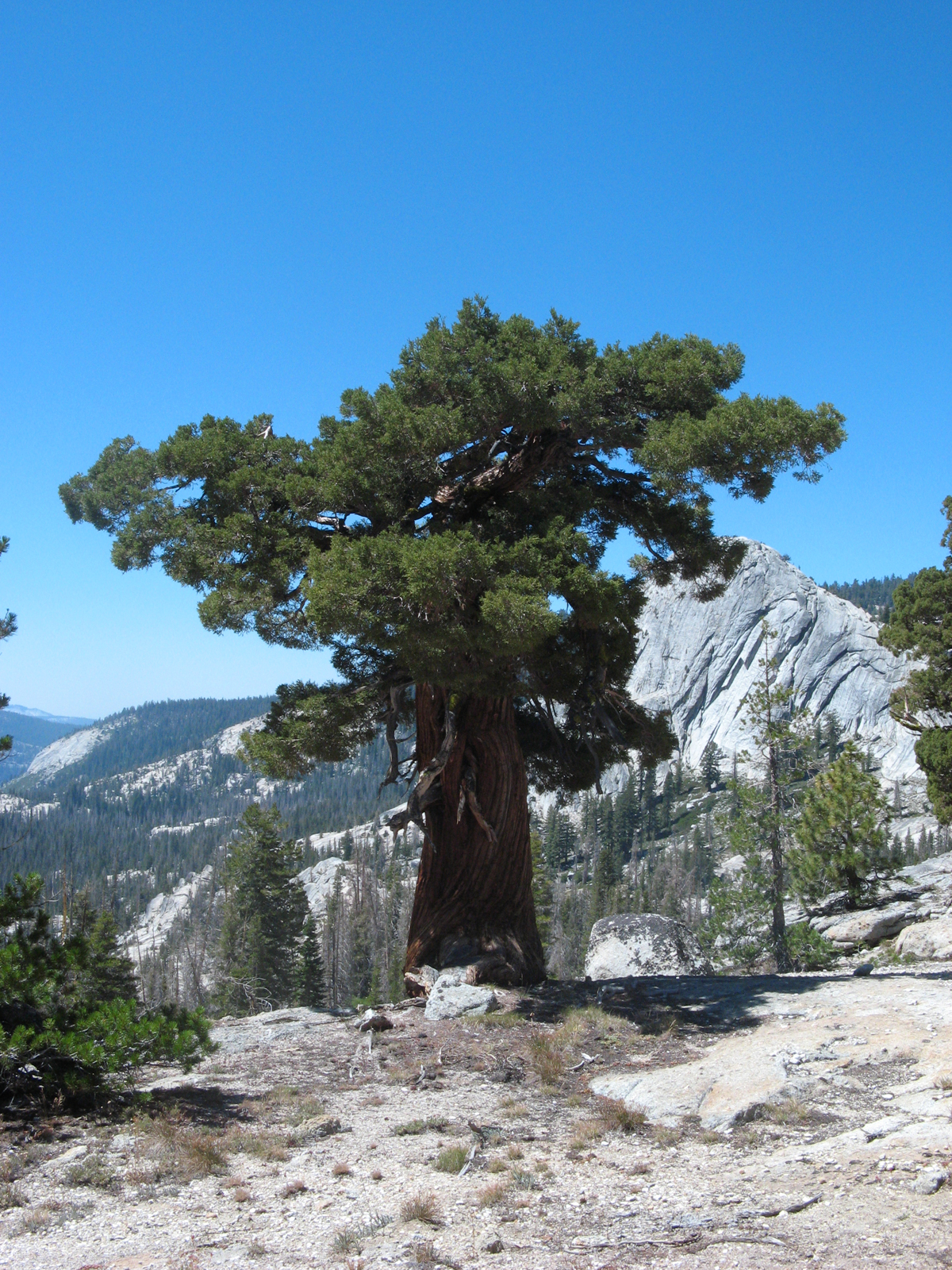 Western Juniper — photo 3