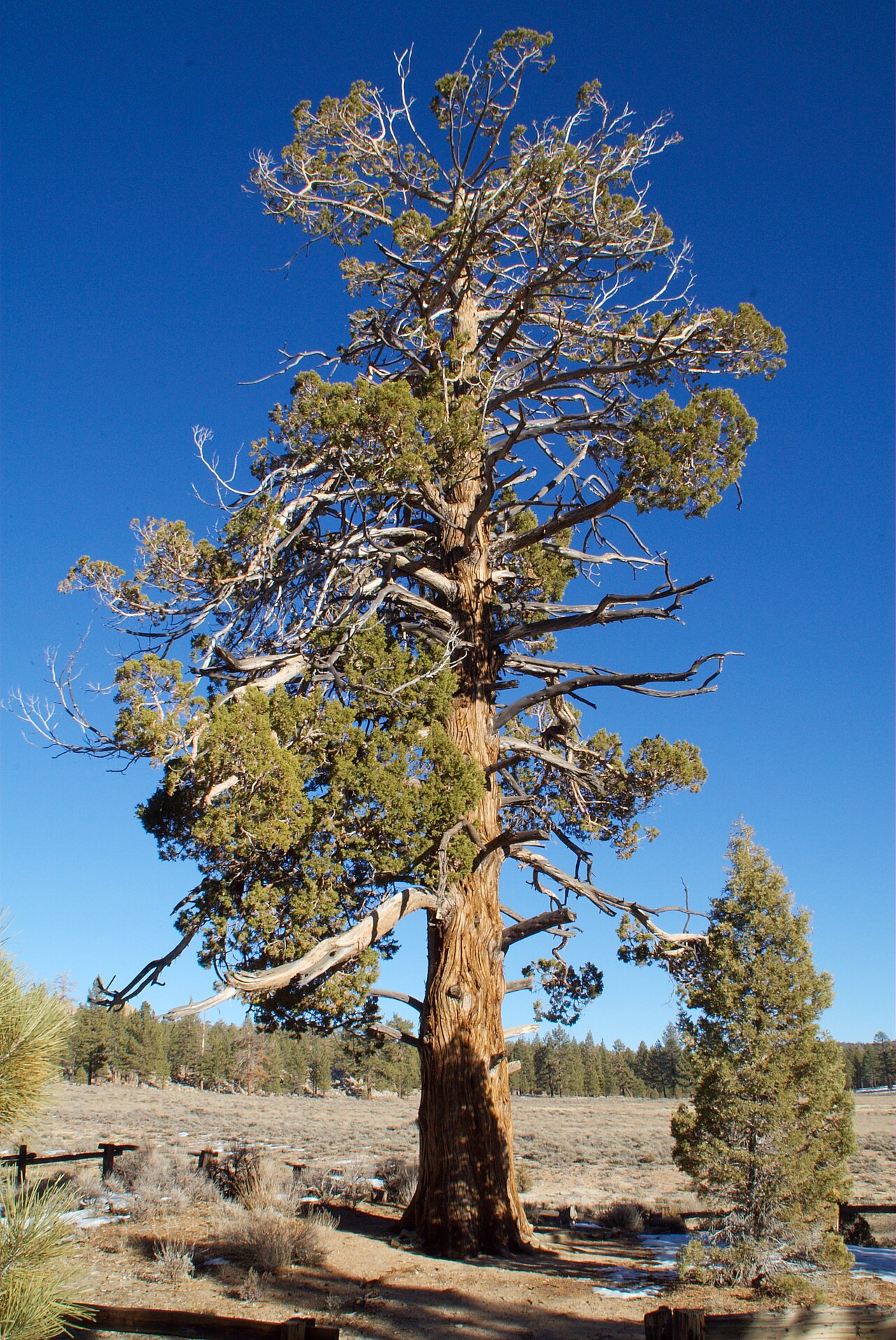 Western Juniper — photo 4