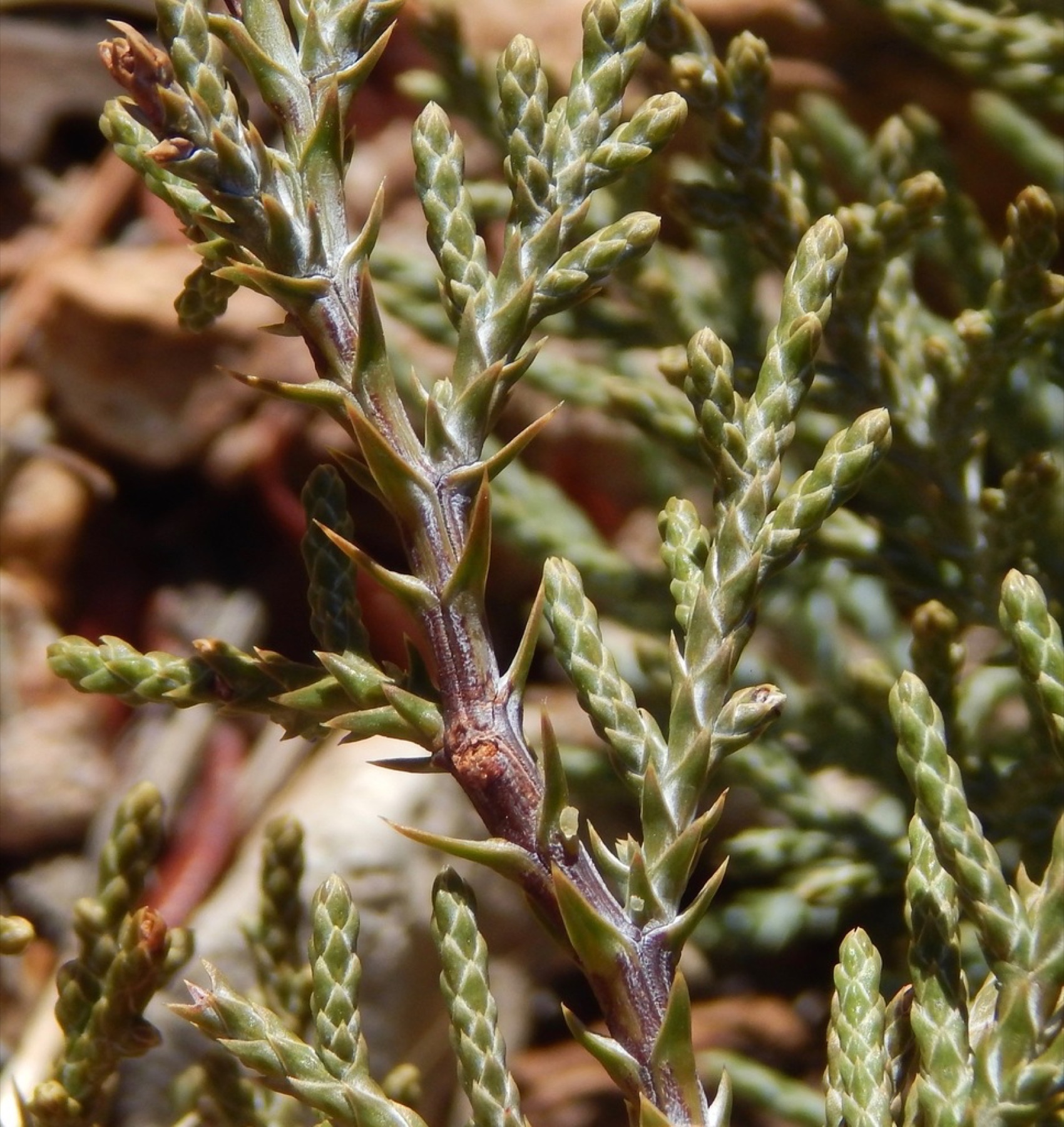 Western Juniper