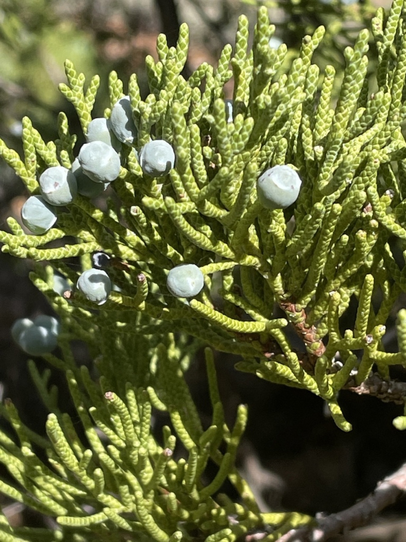 Western Juniper — photo 2