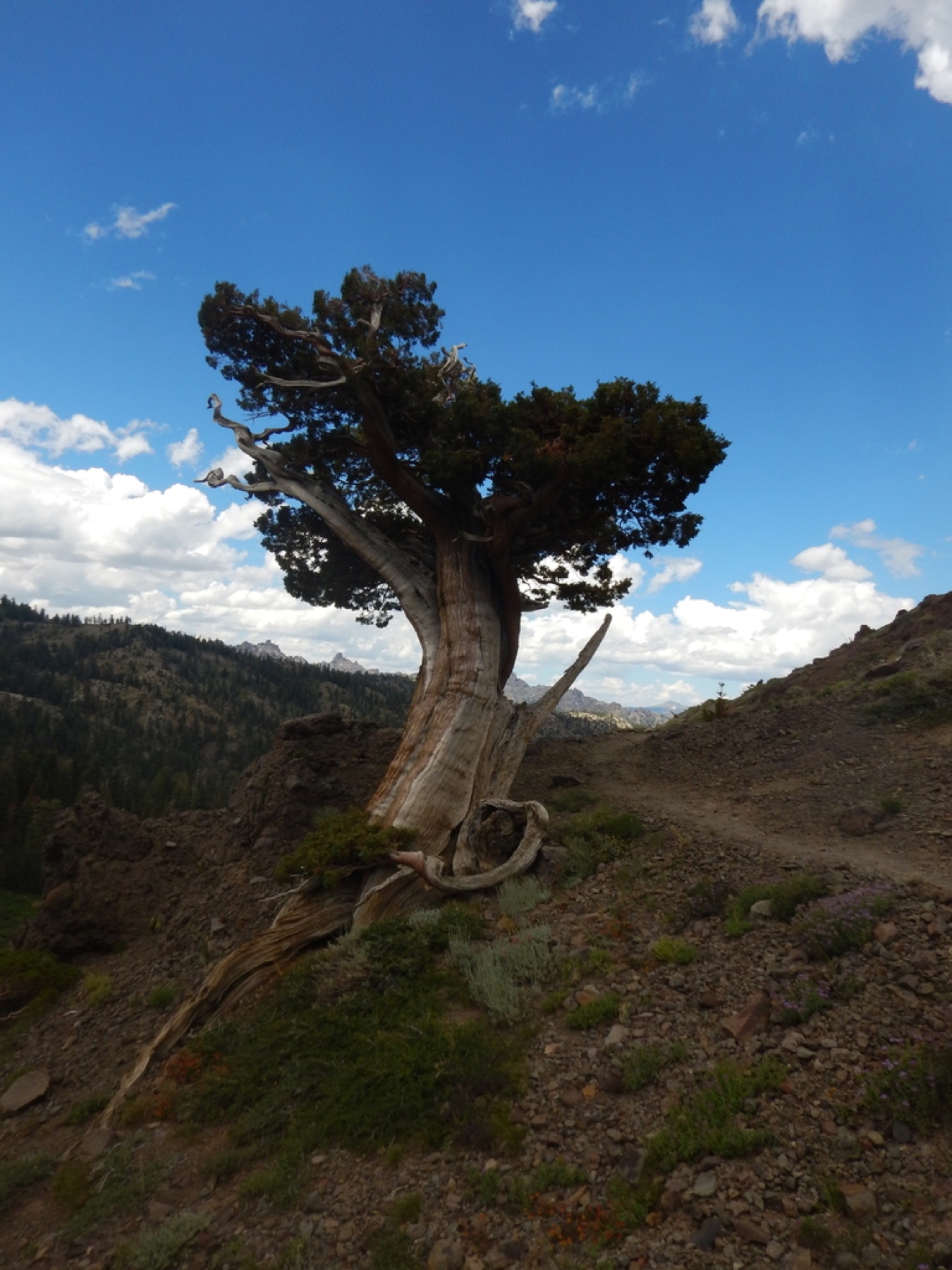 Western Juniper — photo 3