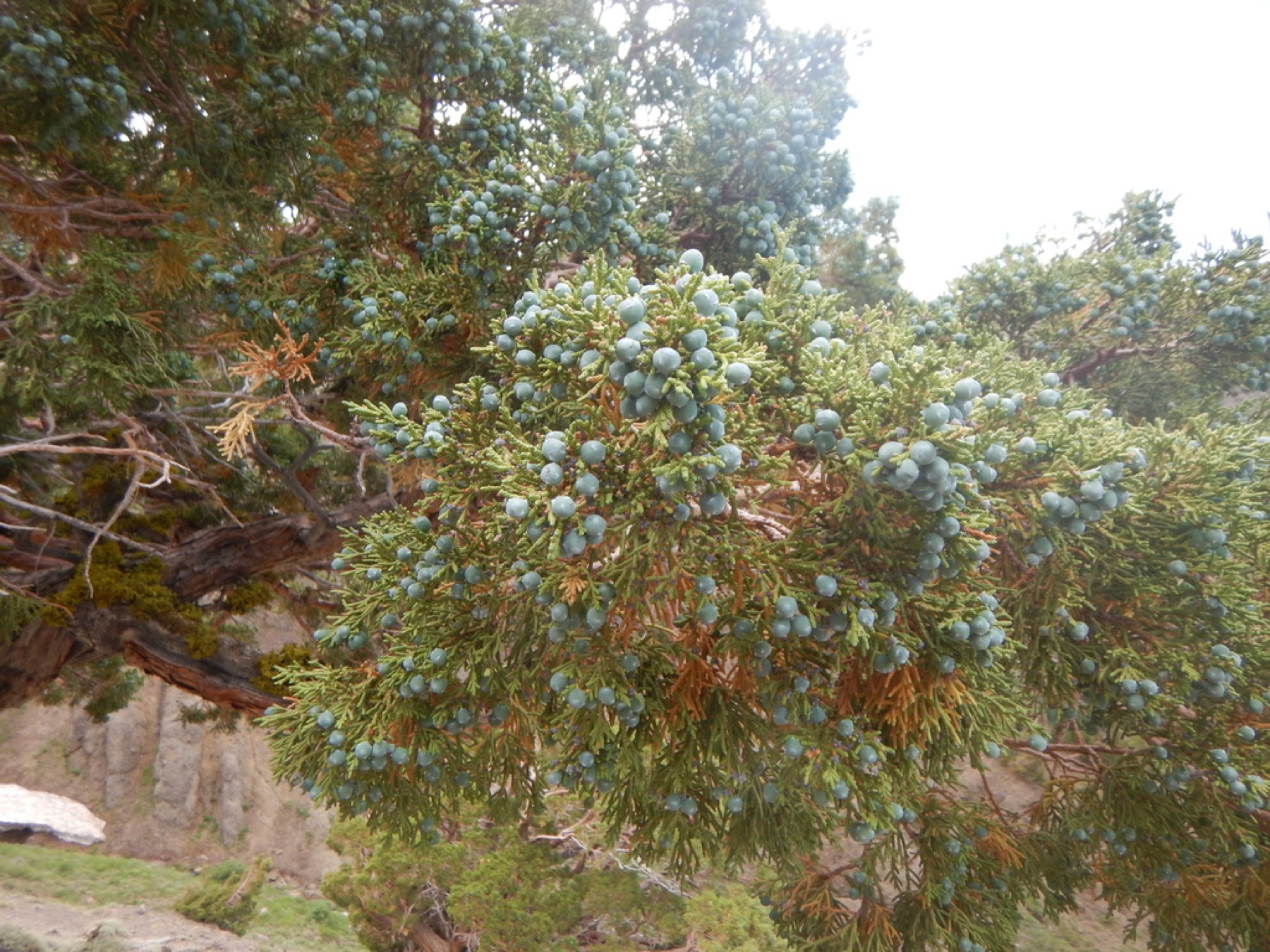 Western Juniper — photo 4
