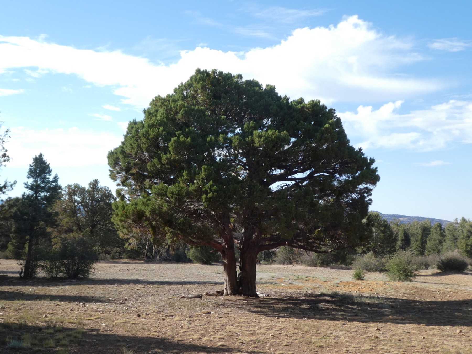 Western Juniper — photo 5