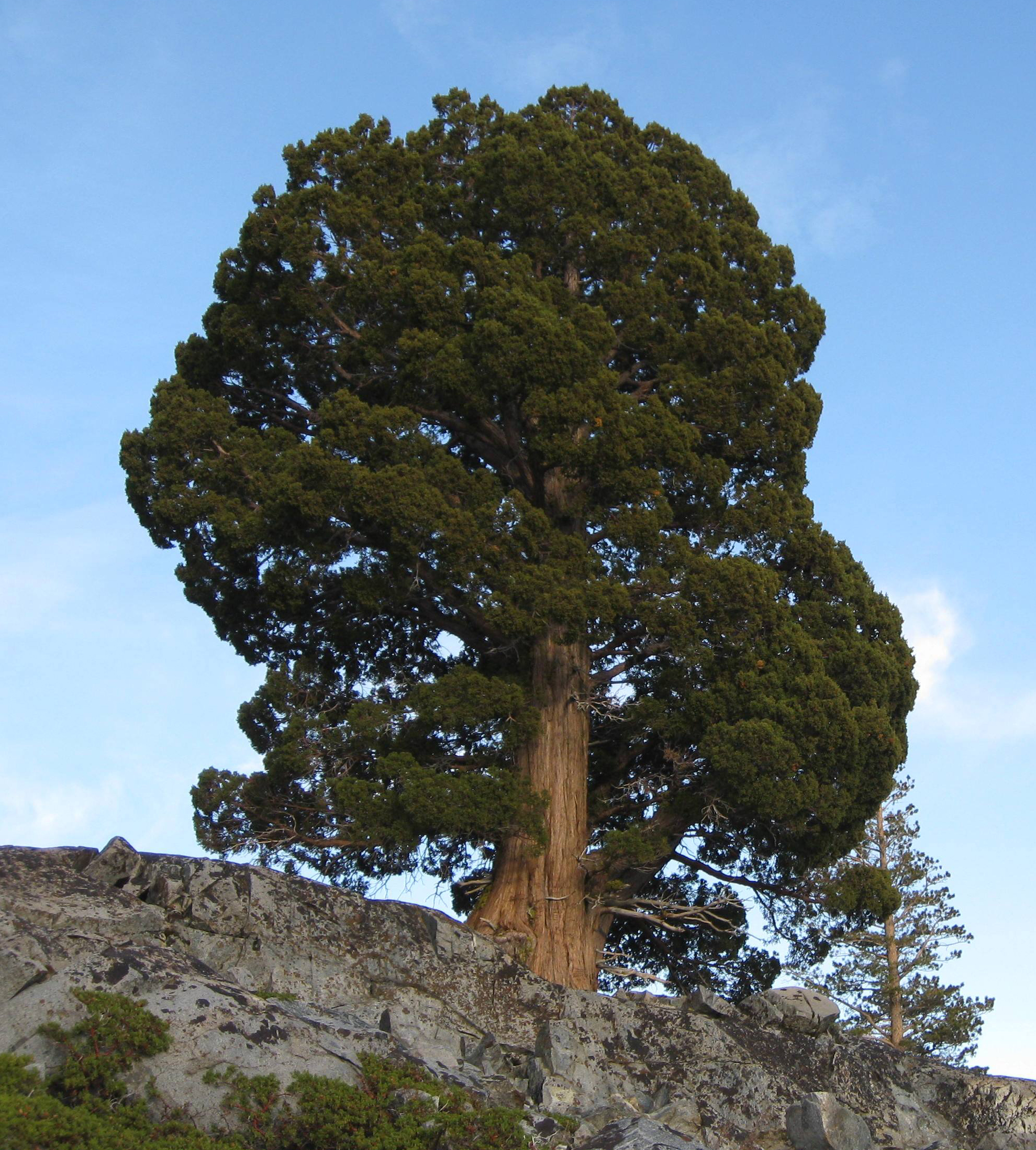Western Juniper