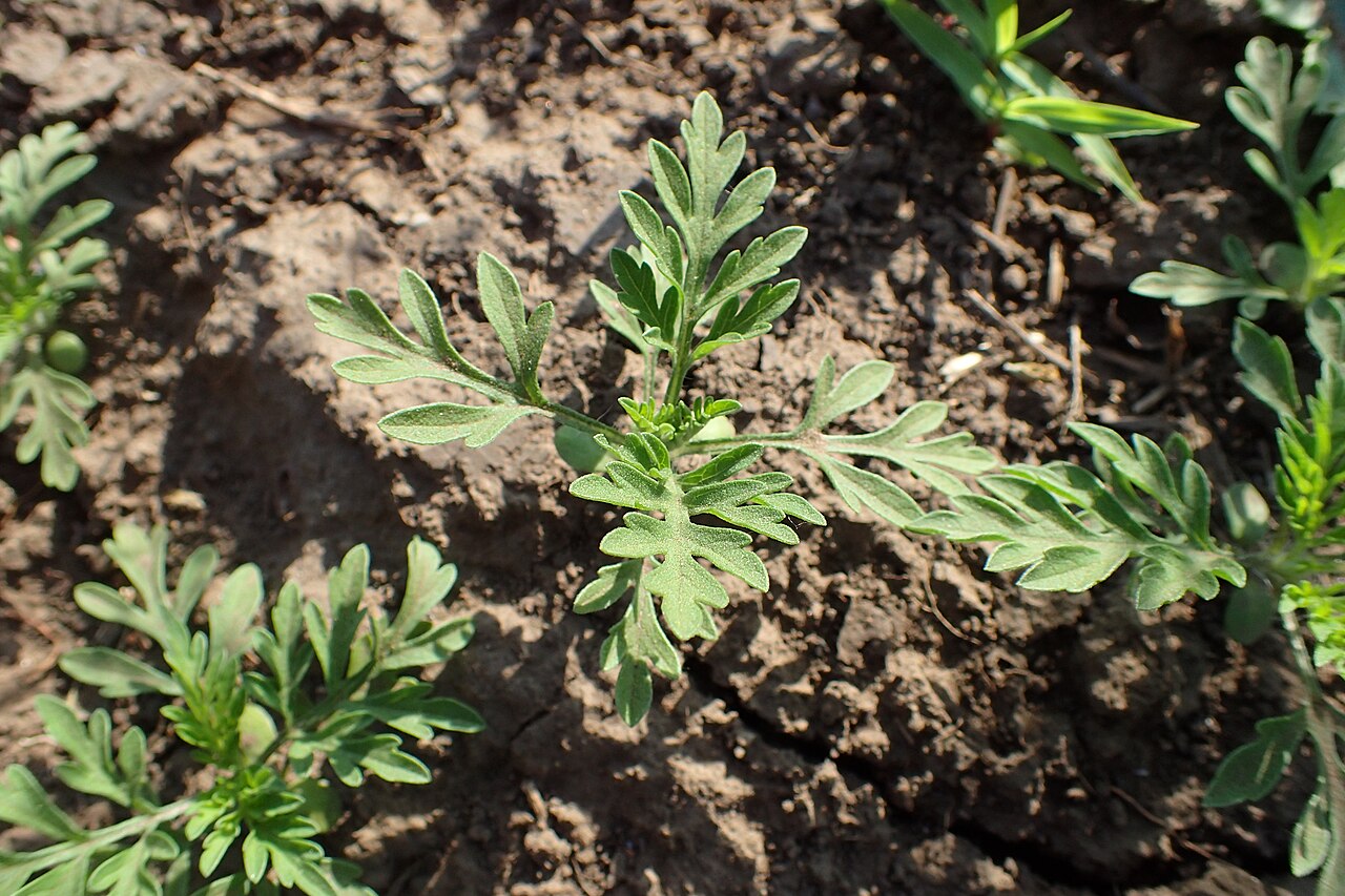 Western Ragweed — photo 2