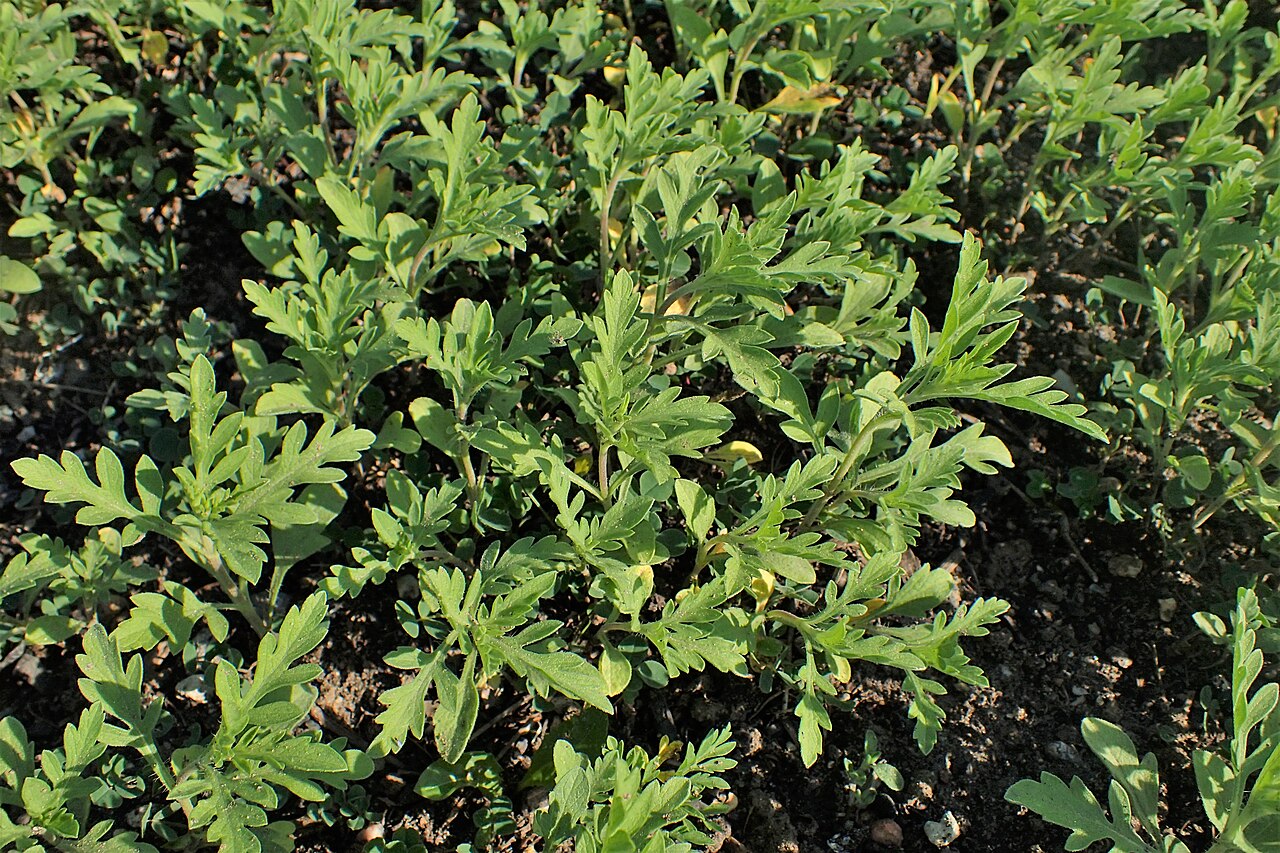 Western Ragweed — photo 3