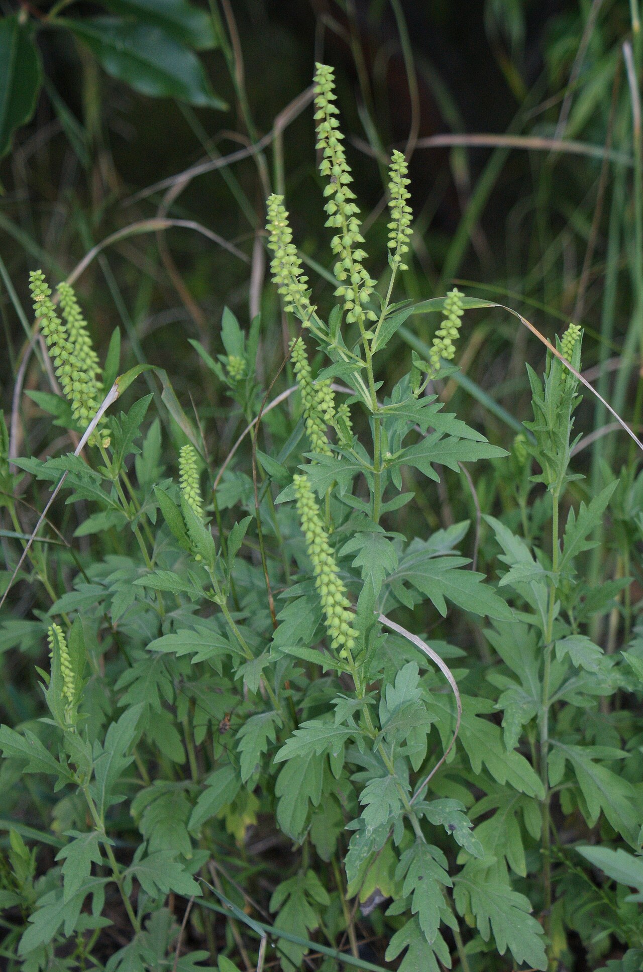 Western Ragweed — photo 4
