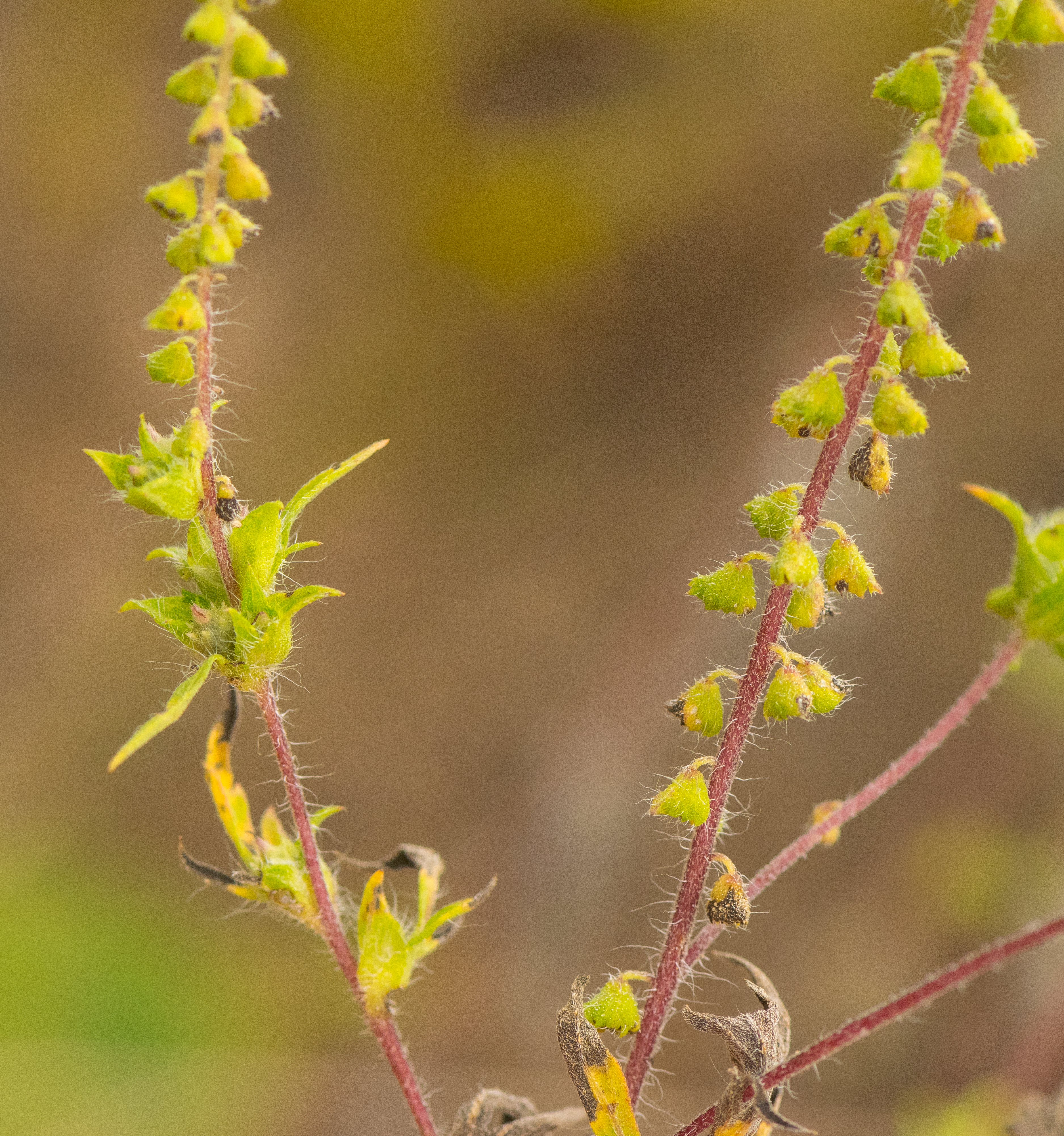 Western Ragweed