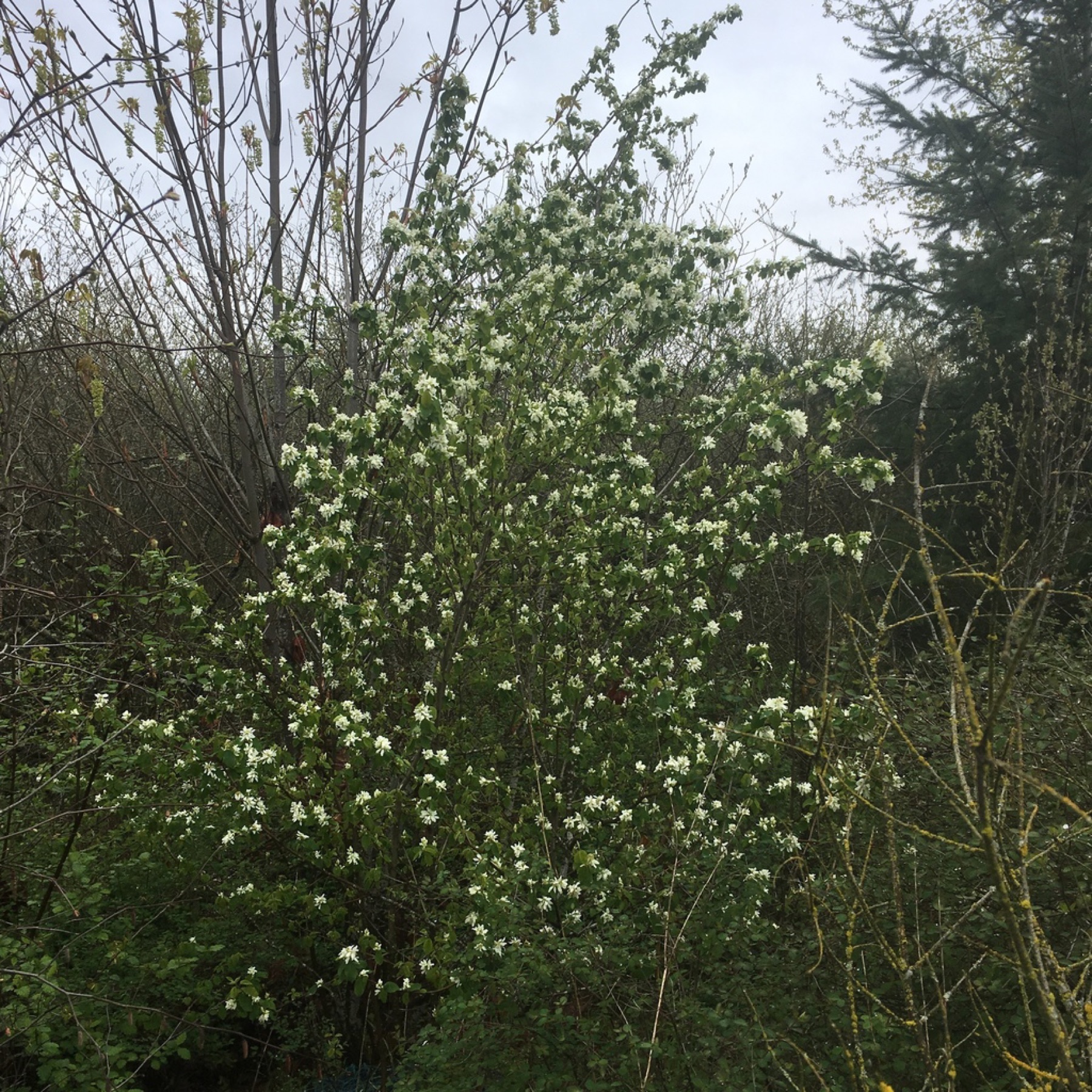 Western Serviceberry