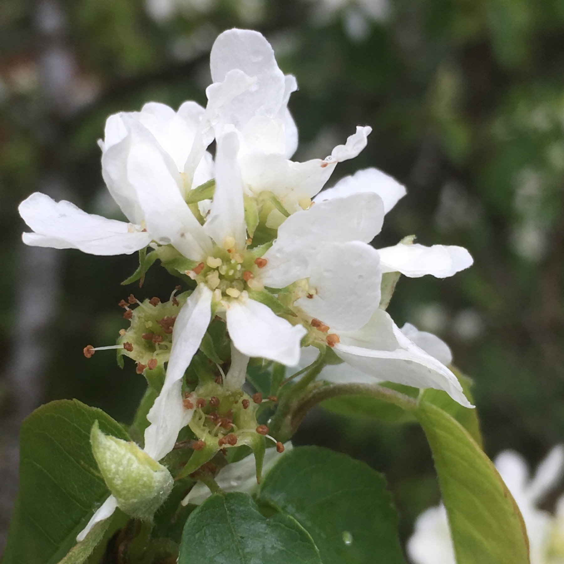 Western Serviceberry — photo 2