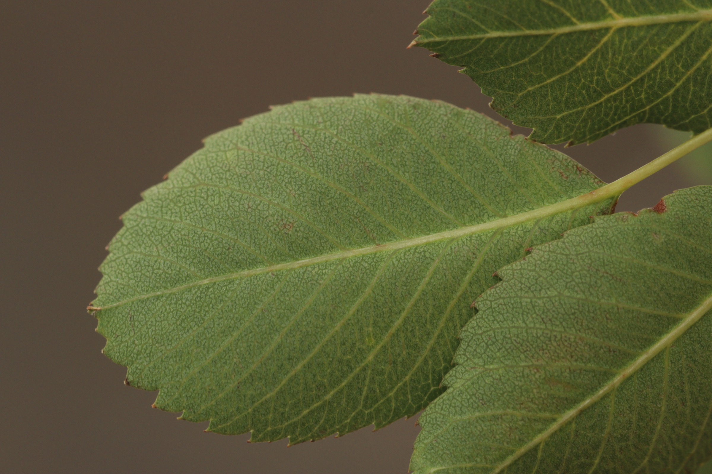 Western Serviceberry