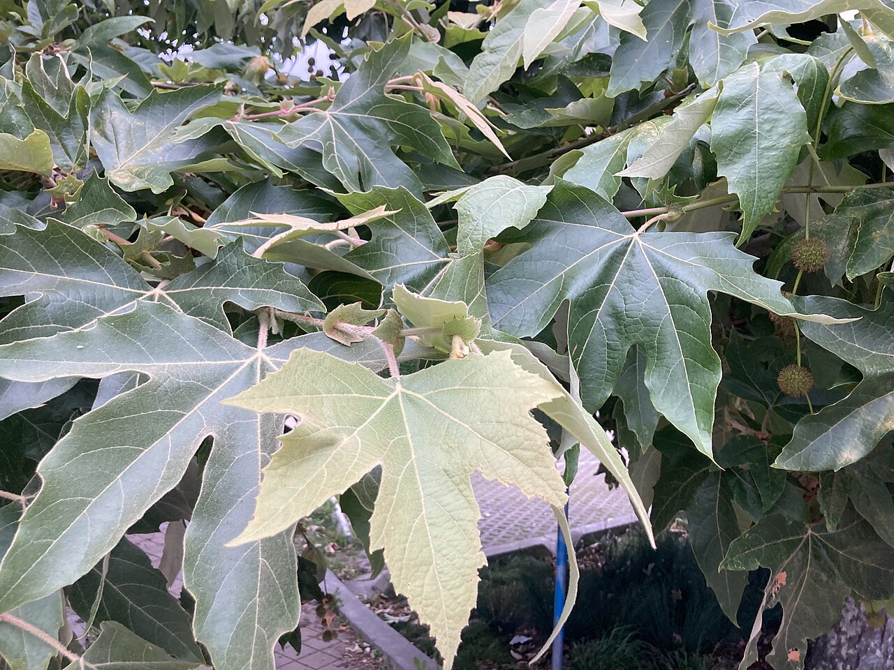 Western Sycamore — photo 2
