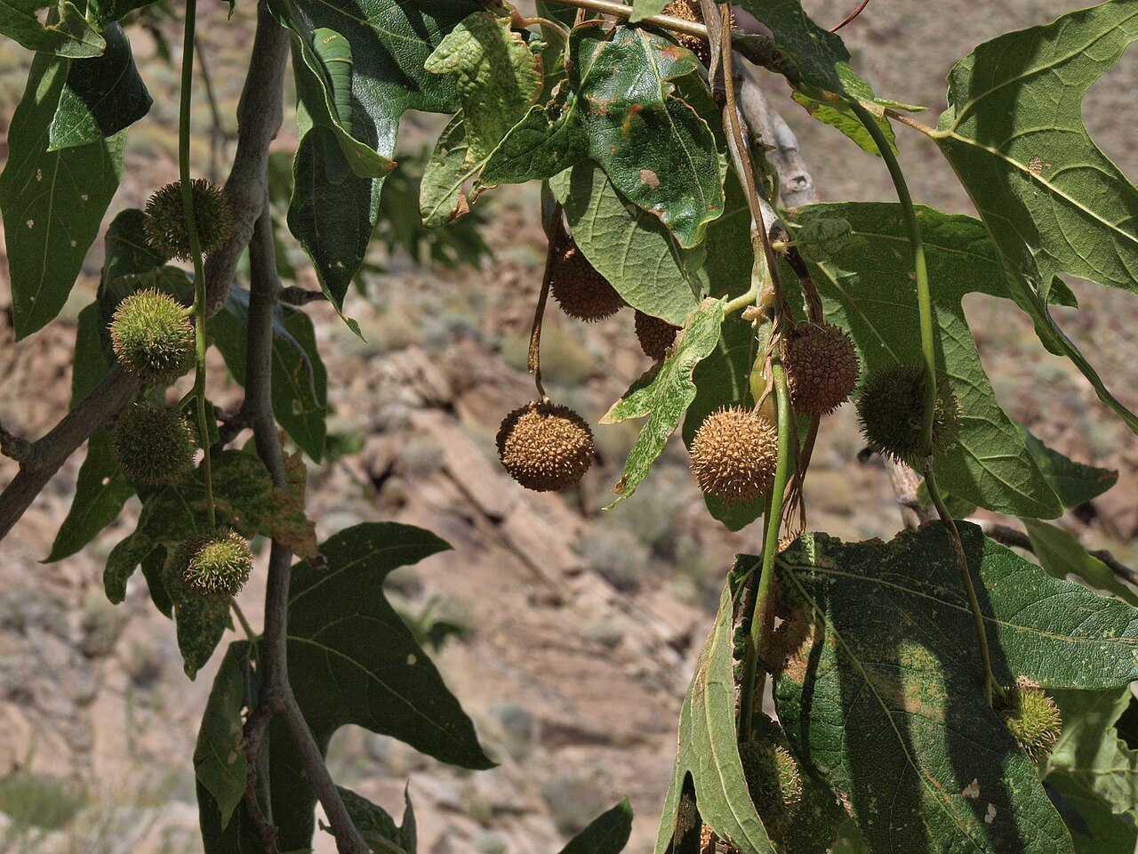 Western Sycamore — photo 3