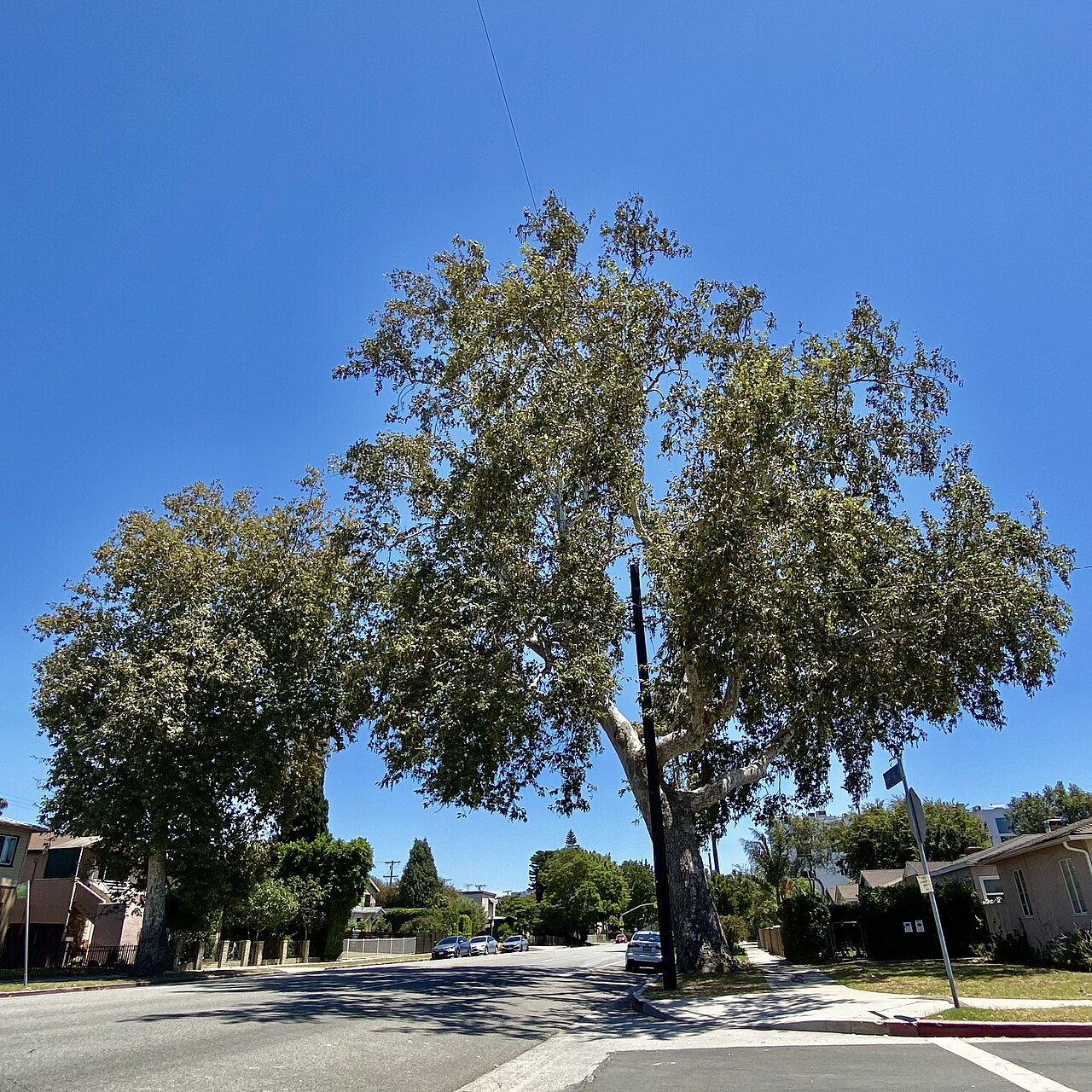 Western Sycamore — photo 4