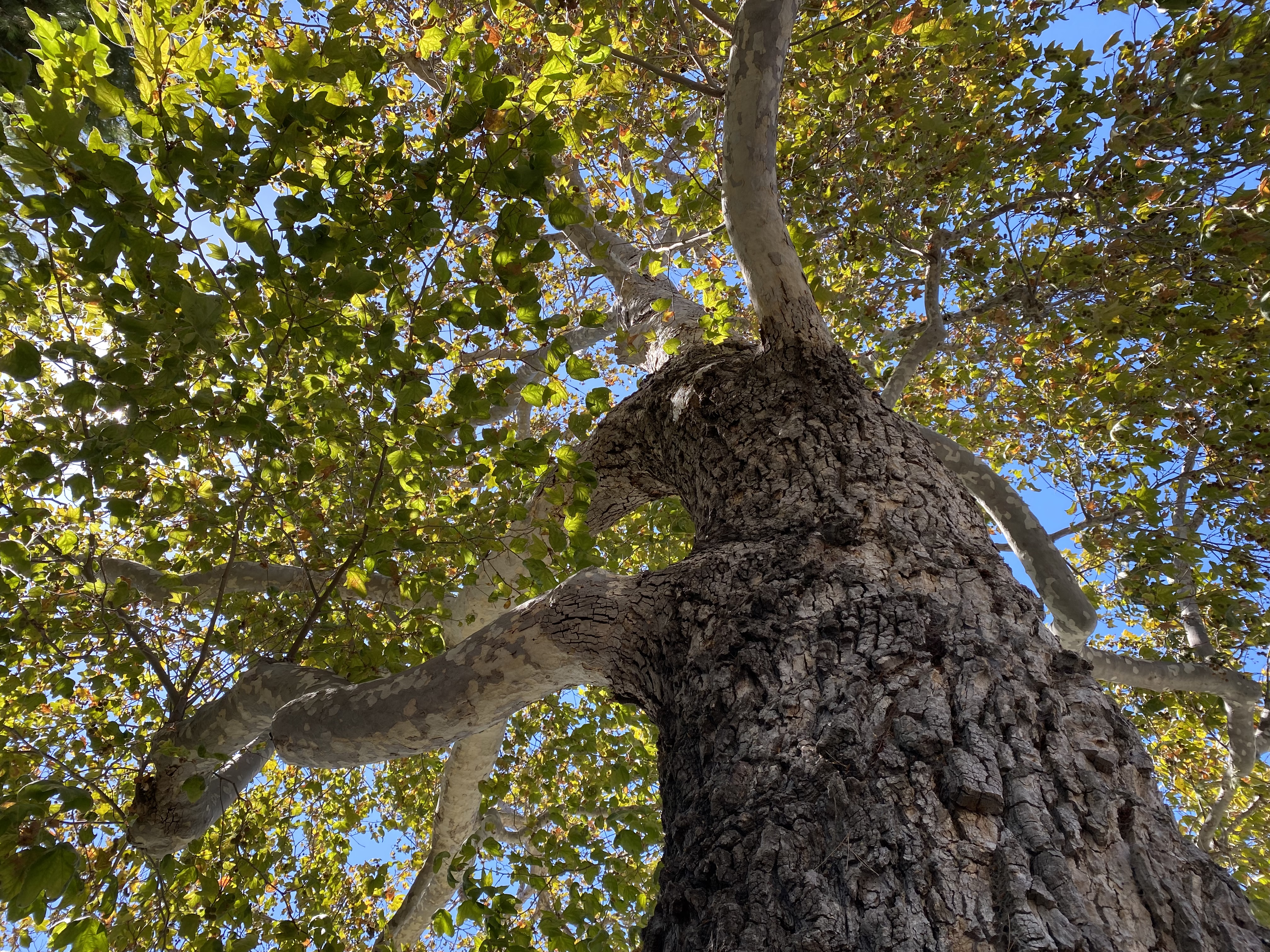 Tree-sized — e.g. Western Sycamore