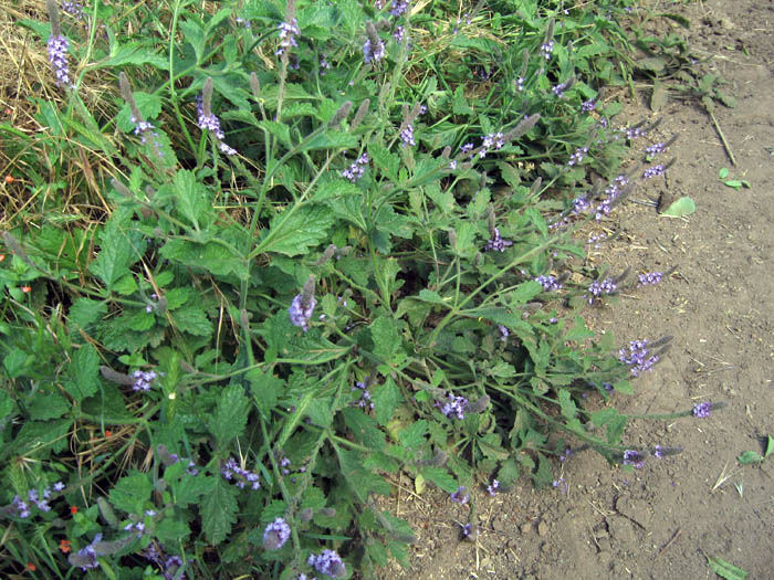 Western Vervain — photo 2
