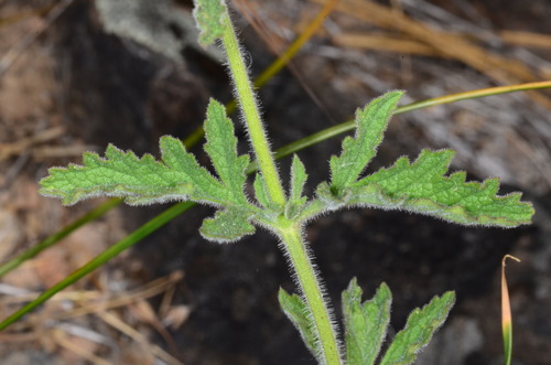Western Vervain — photo 3