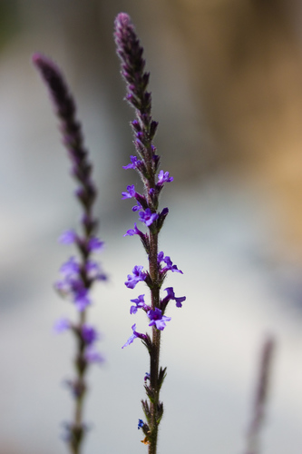 Western Vervain — photo 4