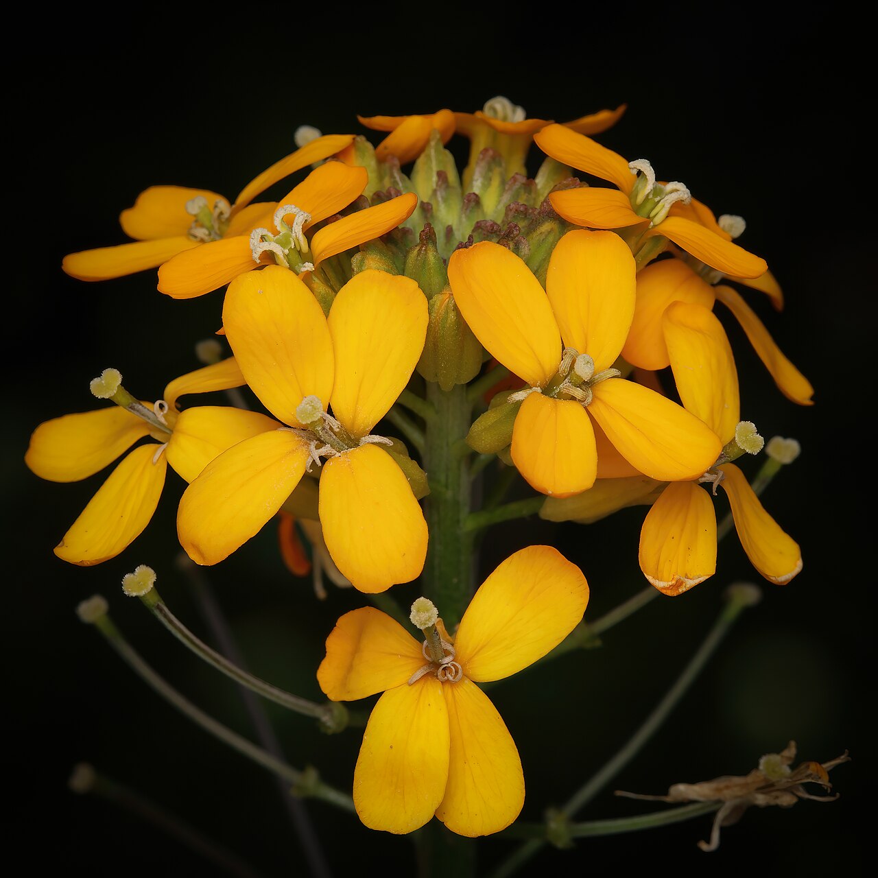 Western Wallflower — photo 2