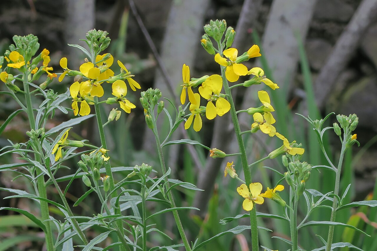 Western Wallflower — photo 3