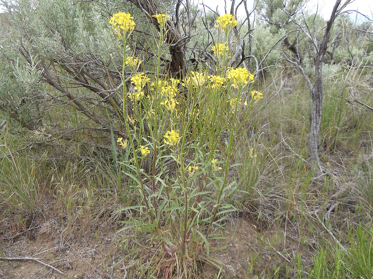Western Wallflower — photo 4