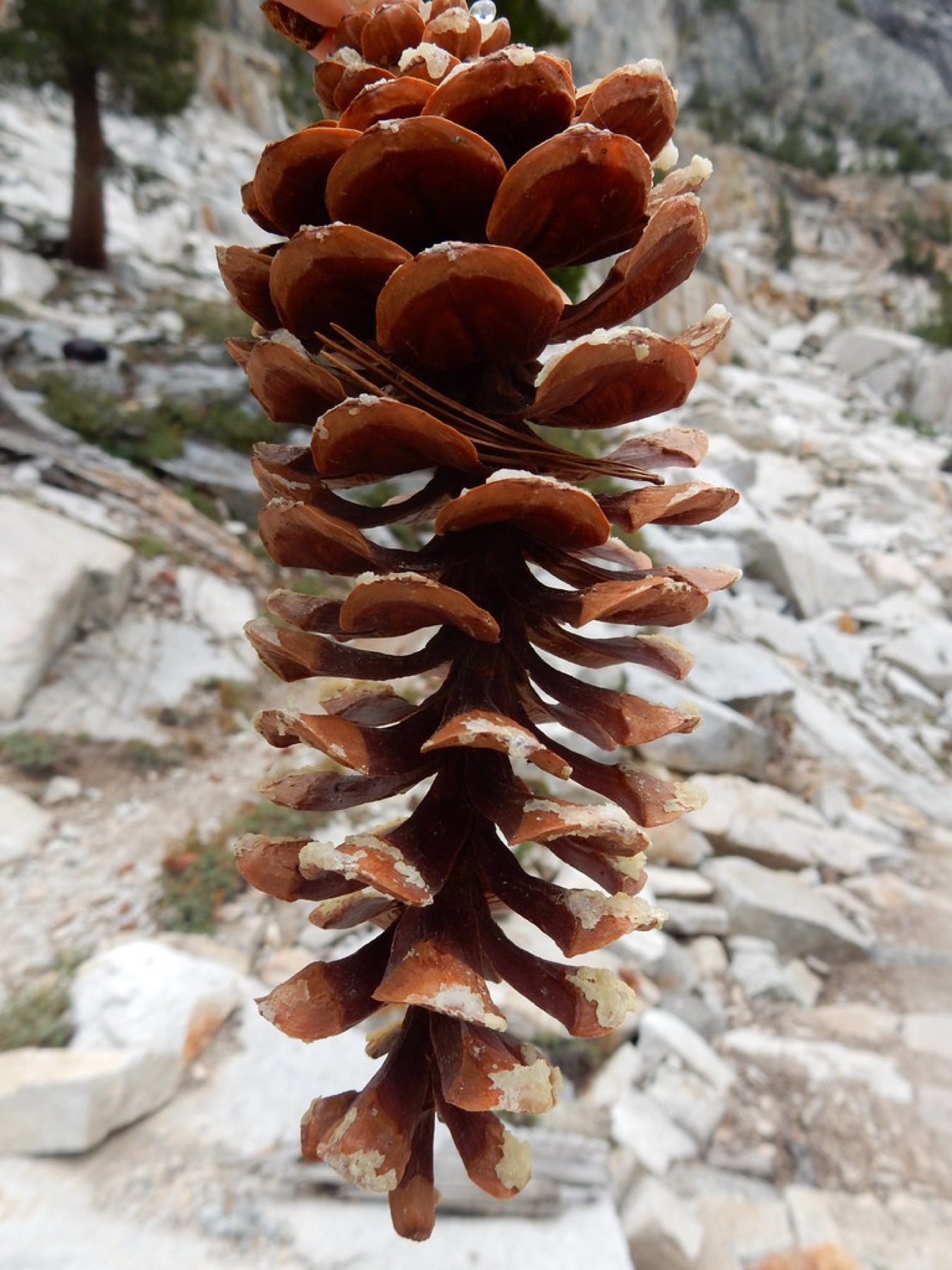 Western White Pine