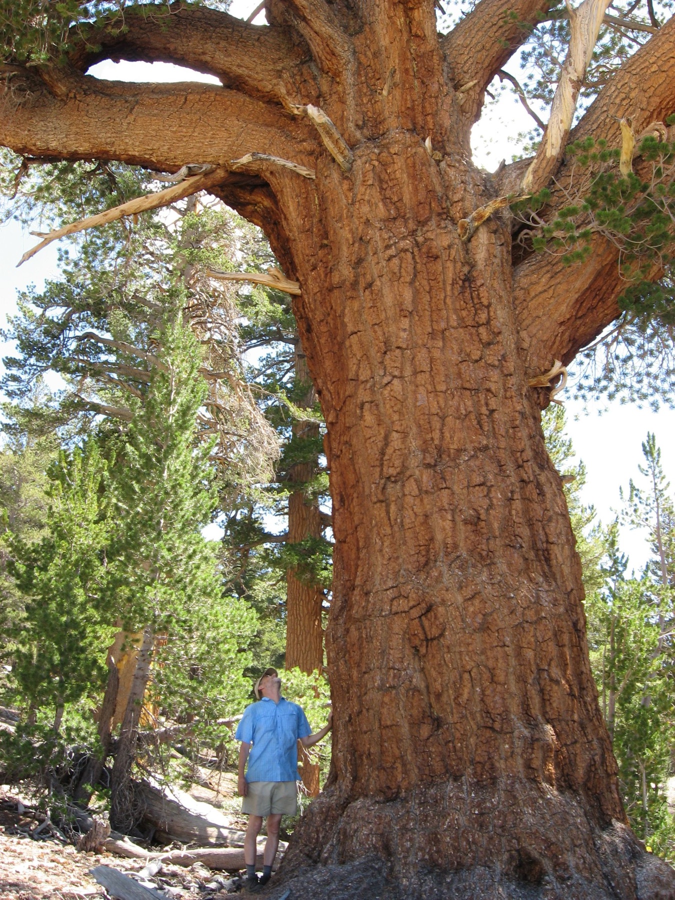 Western White Pine — photo 2