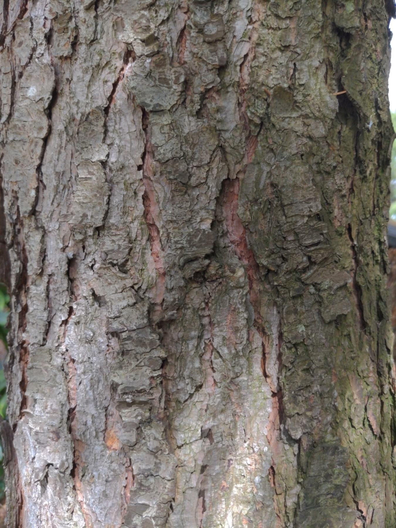 Western White Pine — photo 3