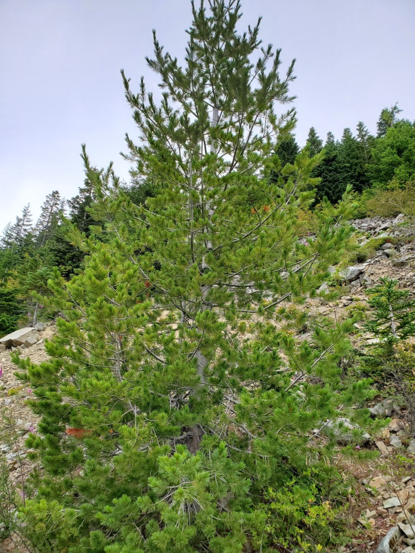 Western White Pine — photo 4
