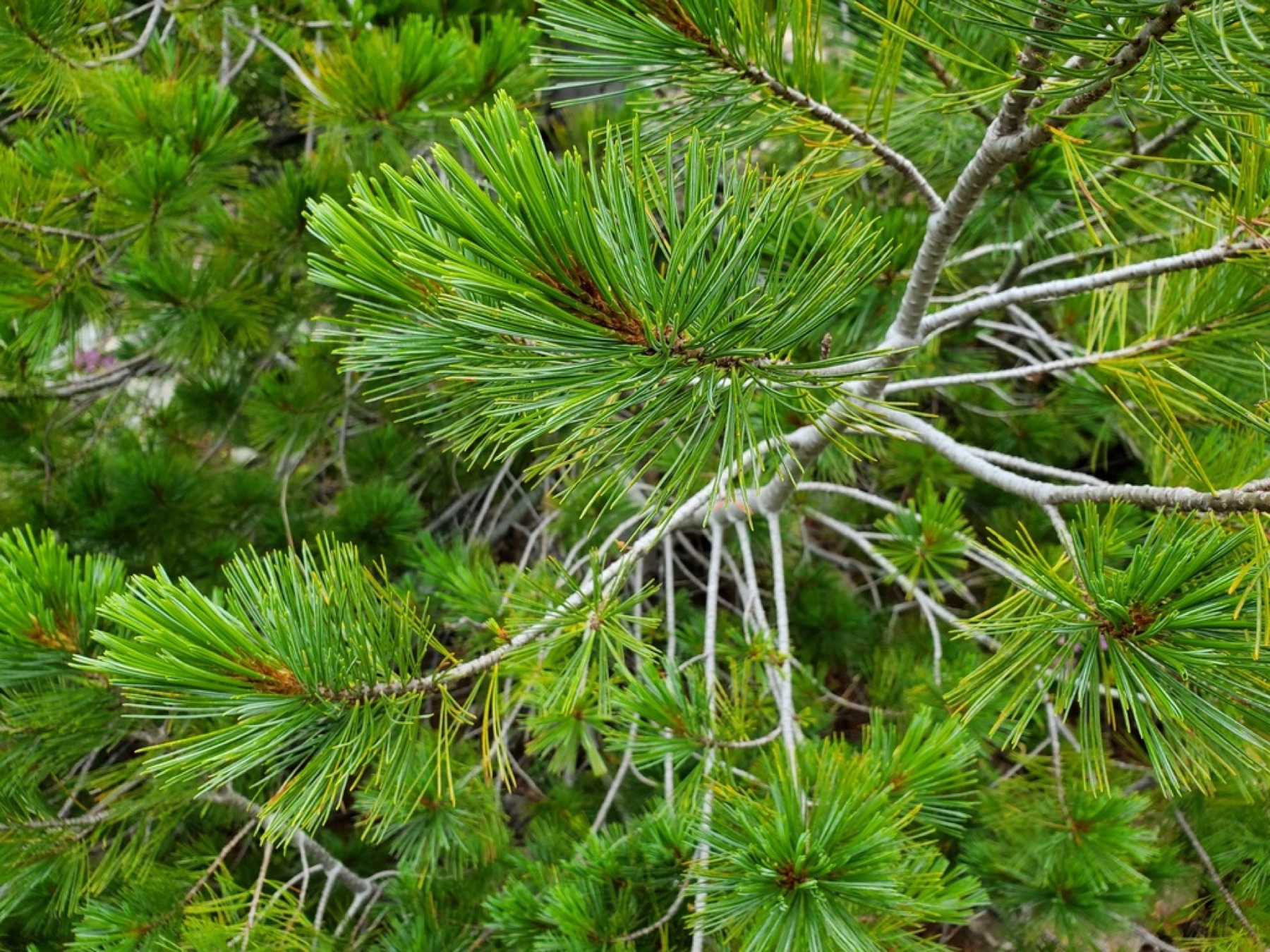 Western White Pine — photo 5