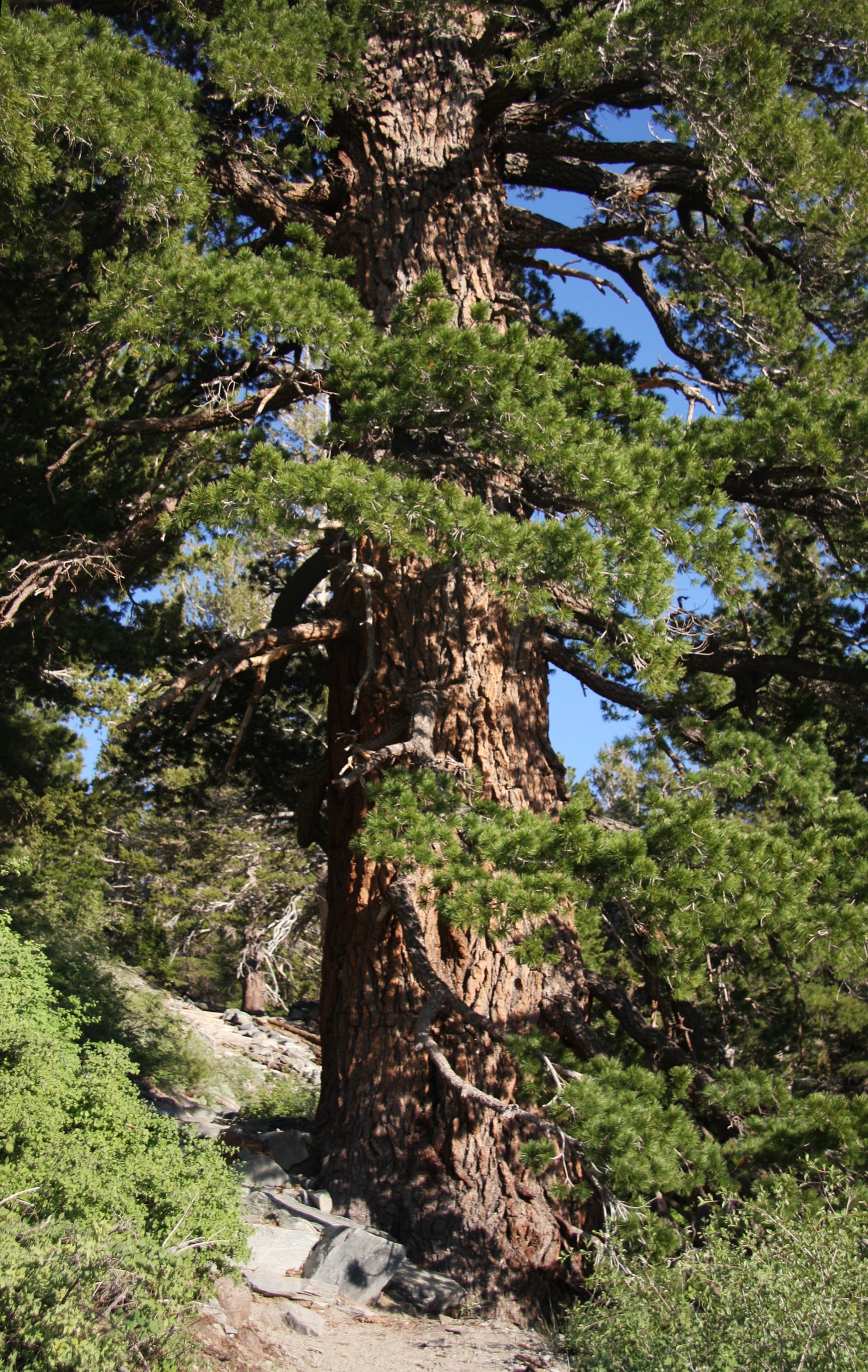 Western White Pine