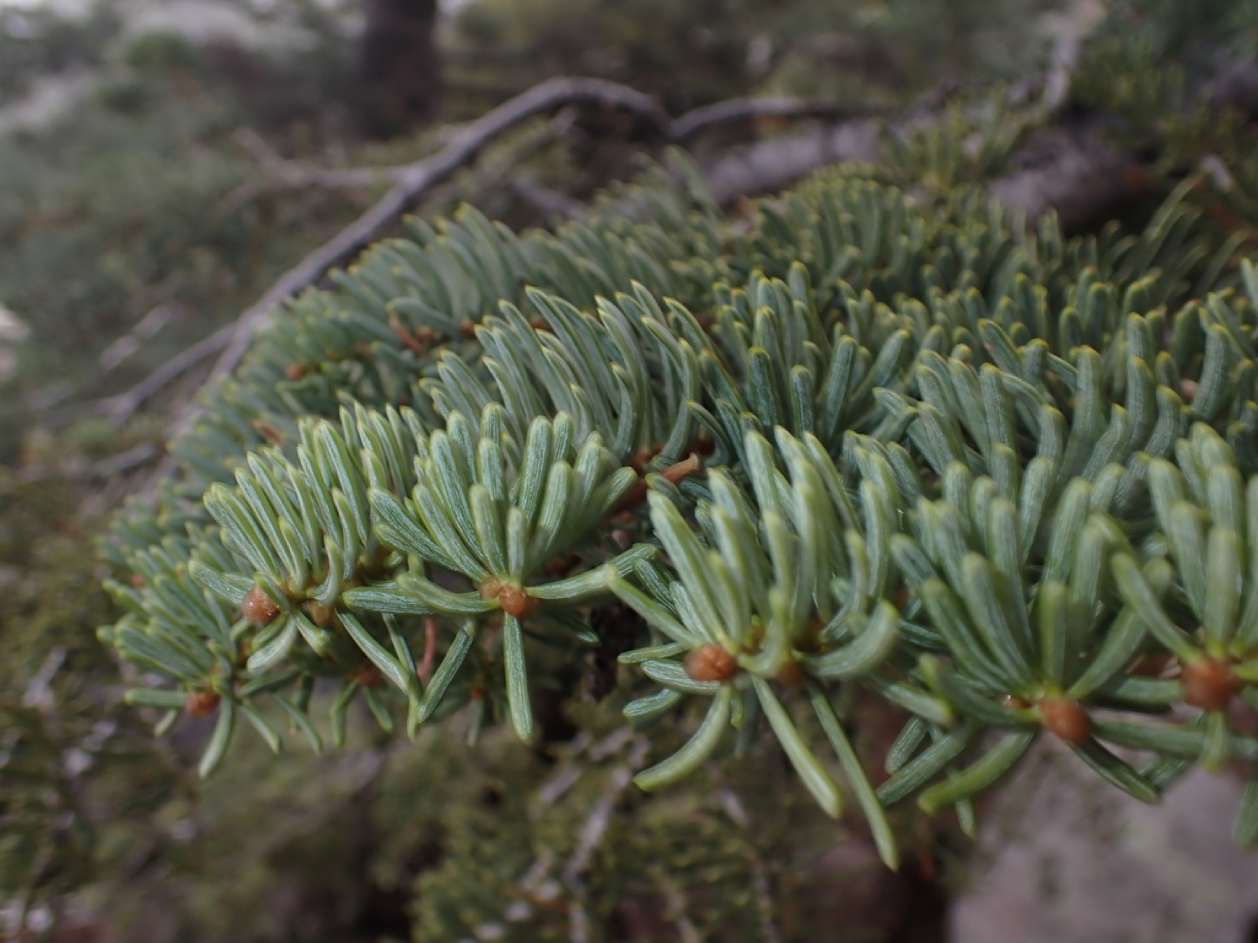 White Fir — photo 6