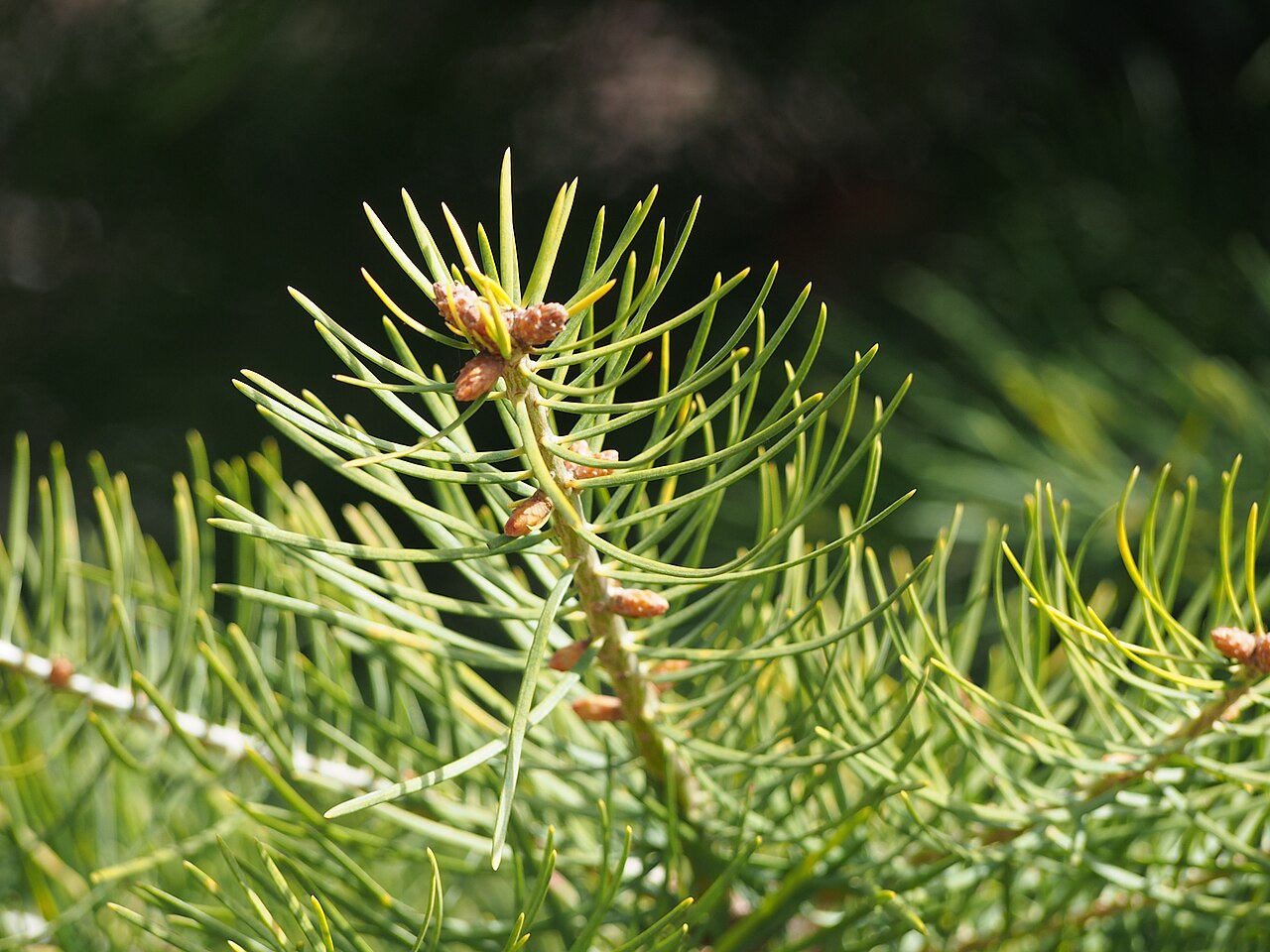 White Fir — photo 2