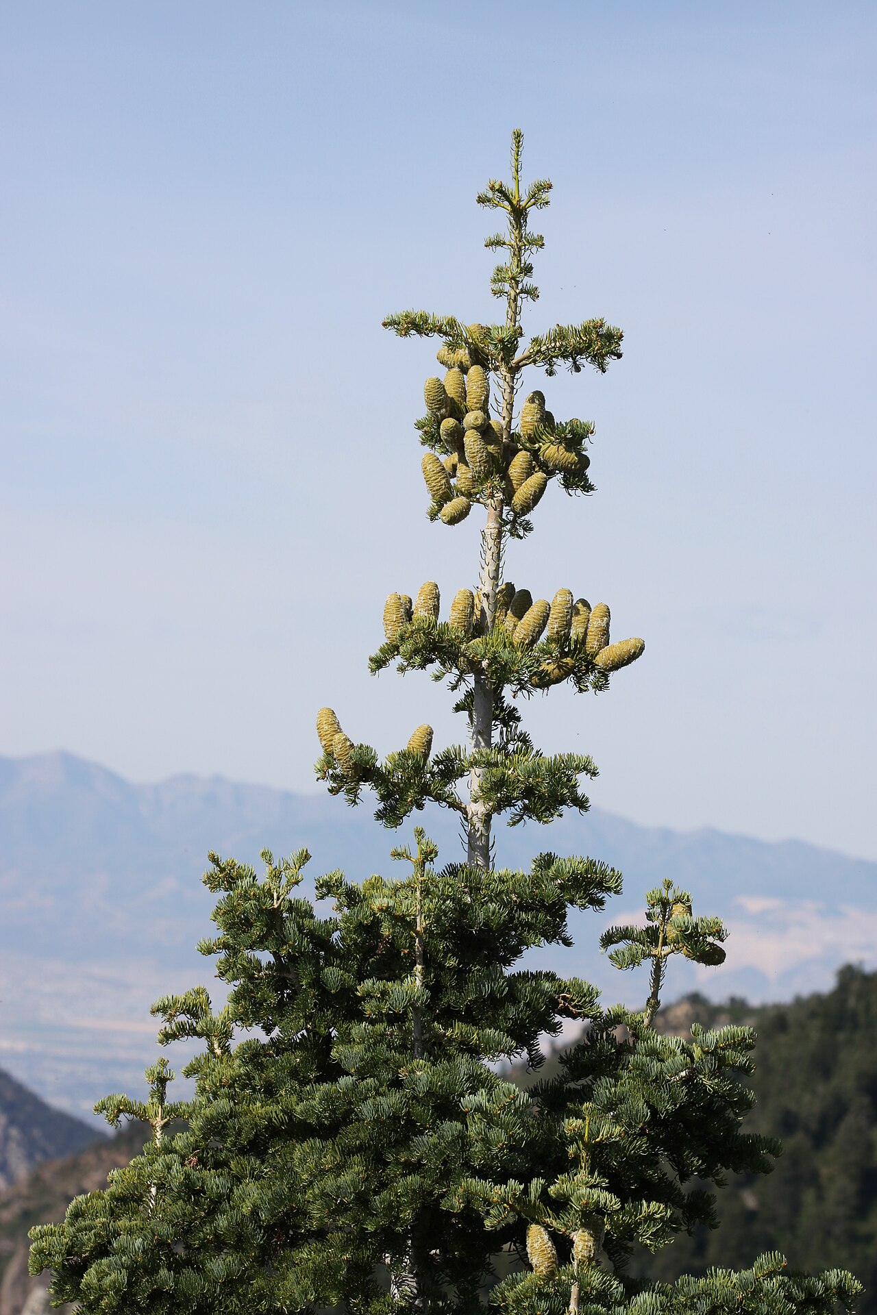 White Fir — photo 3