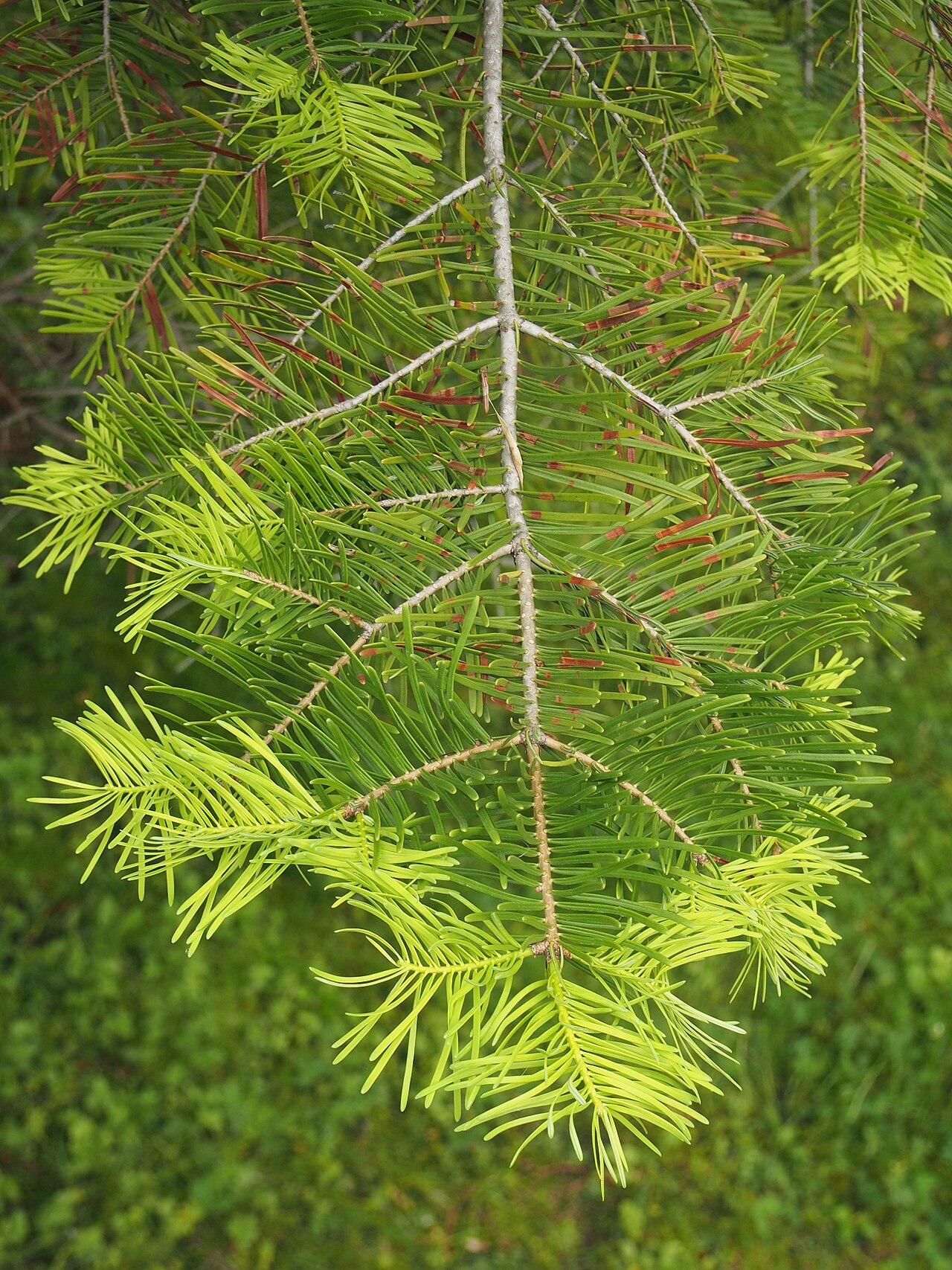 White Fir — photo 4