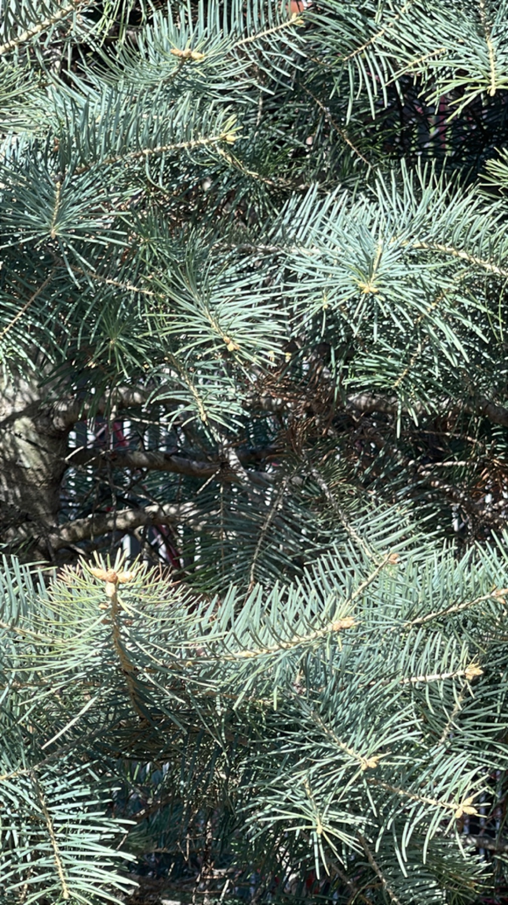 White Fir