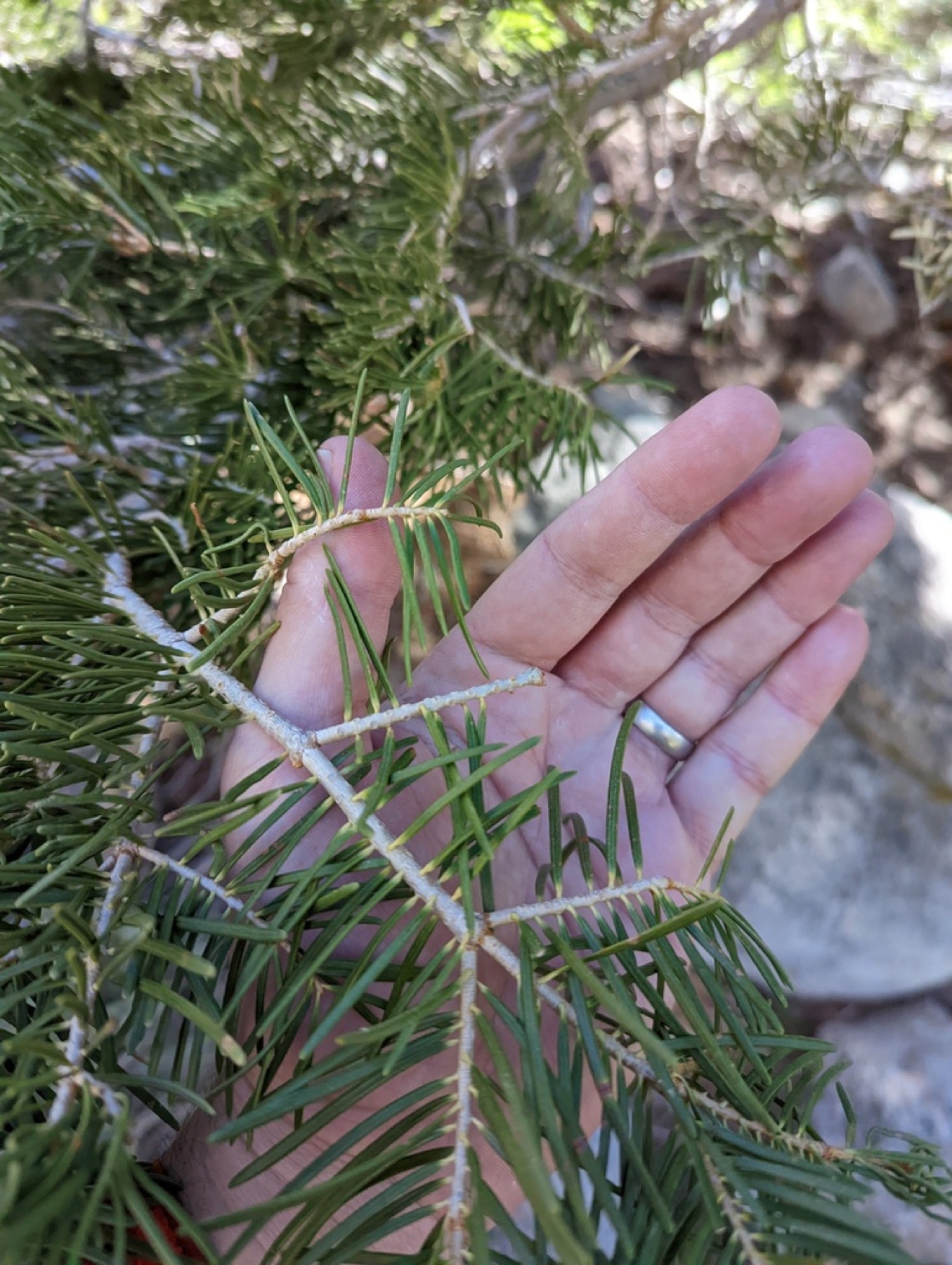 White Fir — photo 2