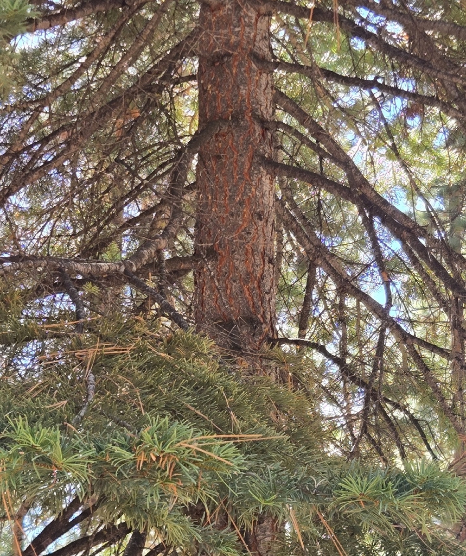 White Fir — photo 3
