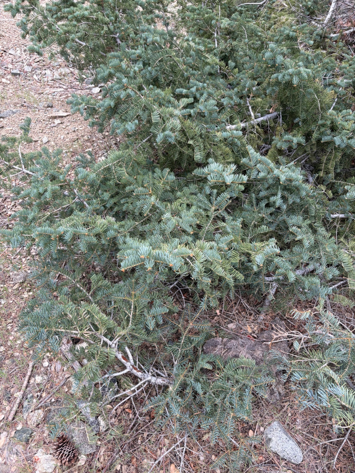 White Fir — photo 4
