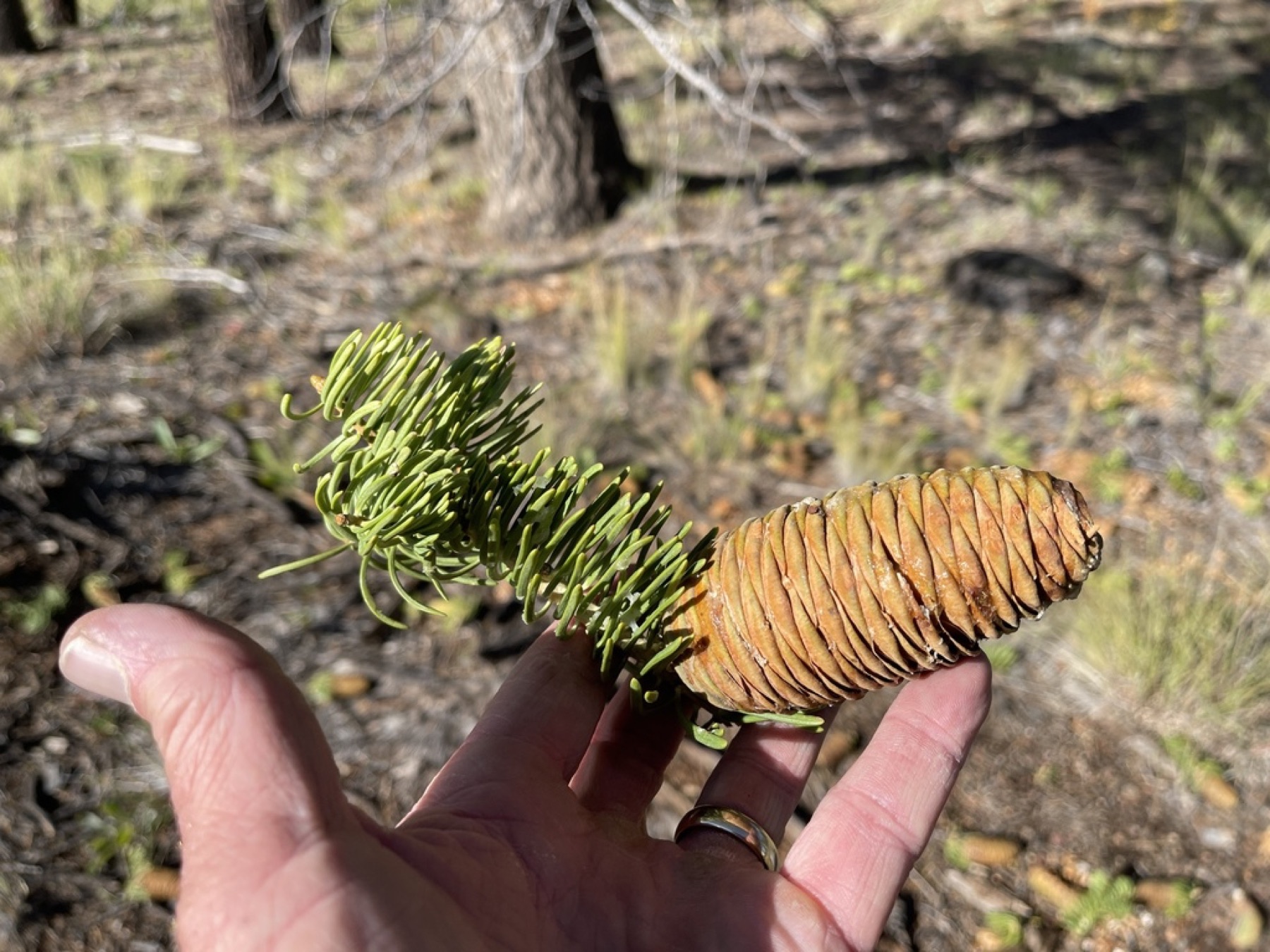 White Fir — photo 5
