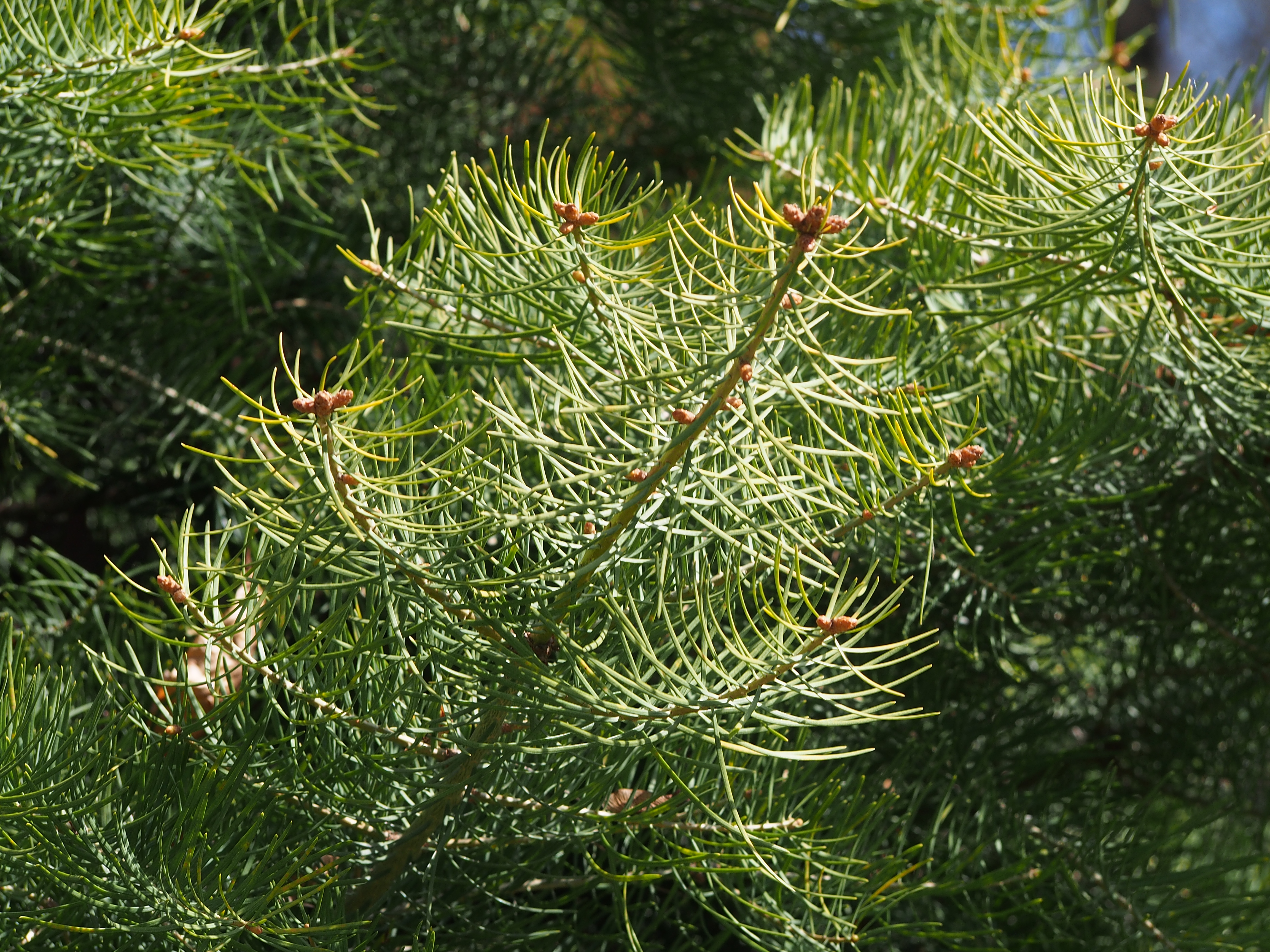 White Fir