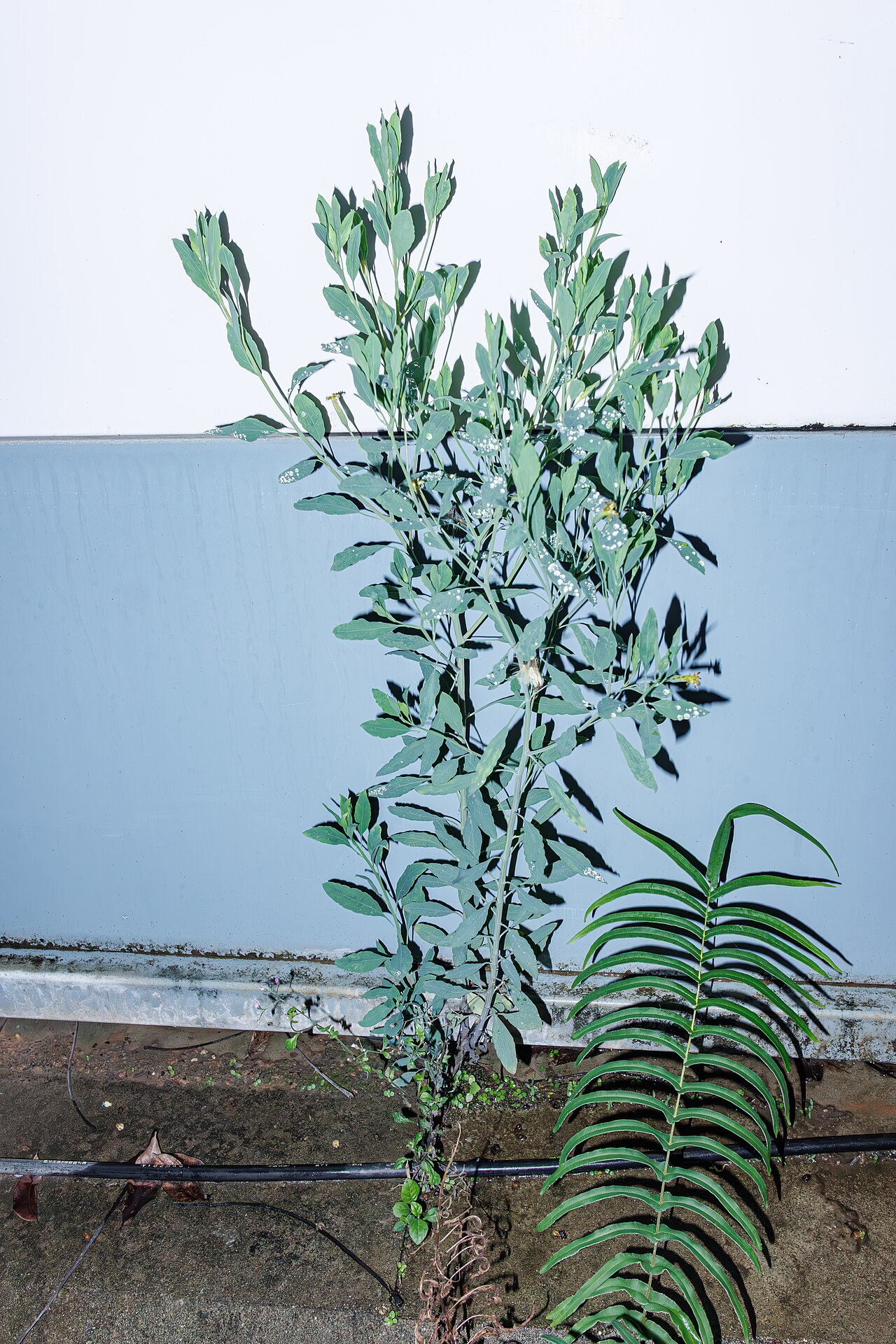 White Sage — photo 2